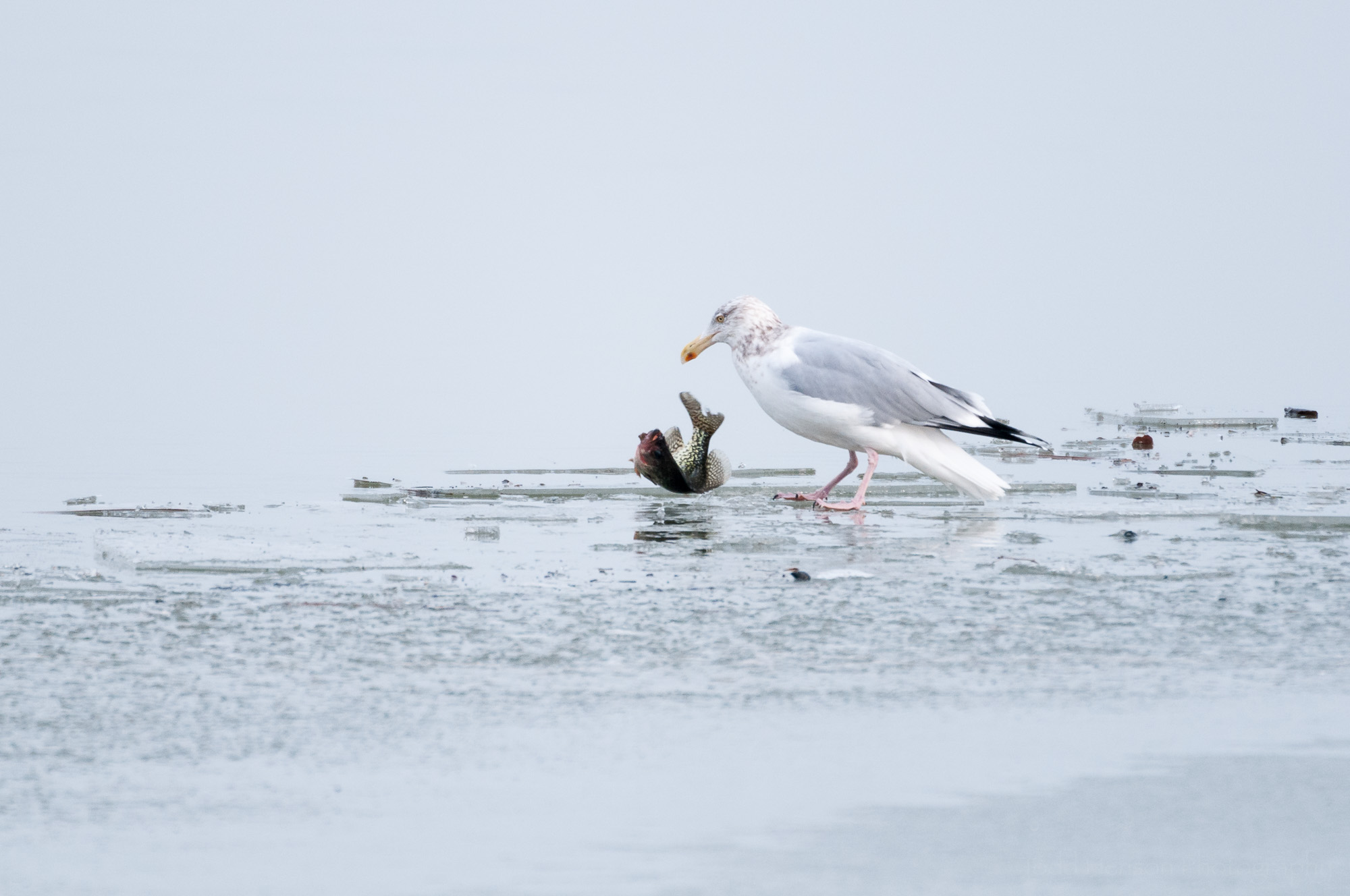 Adult Herring Gull in non-breeding plumage with a fish flipping on an ice covered river