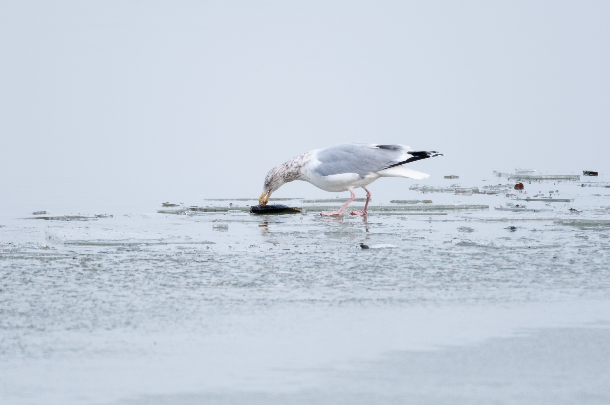Herring Gull eating a fish on ice covered river. Notice the gray back, black wing tips, and white tail.