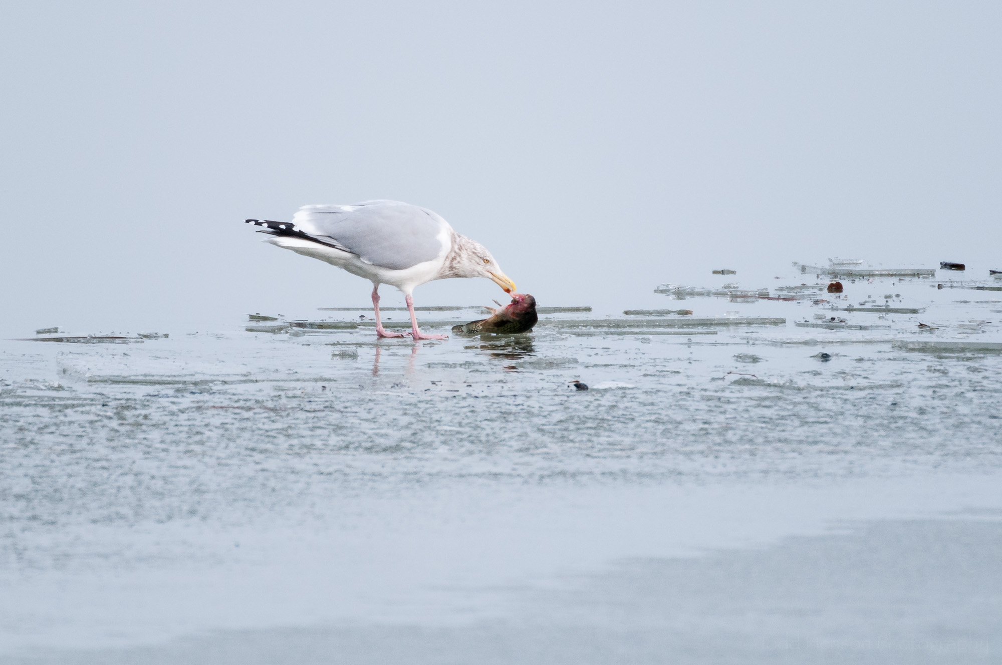 Herring Gull eating fish on ice covered river. Notice the white spots on the black wing tips, and the red spot on the underside of its bill.