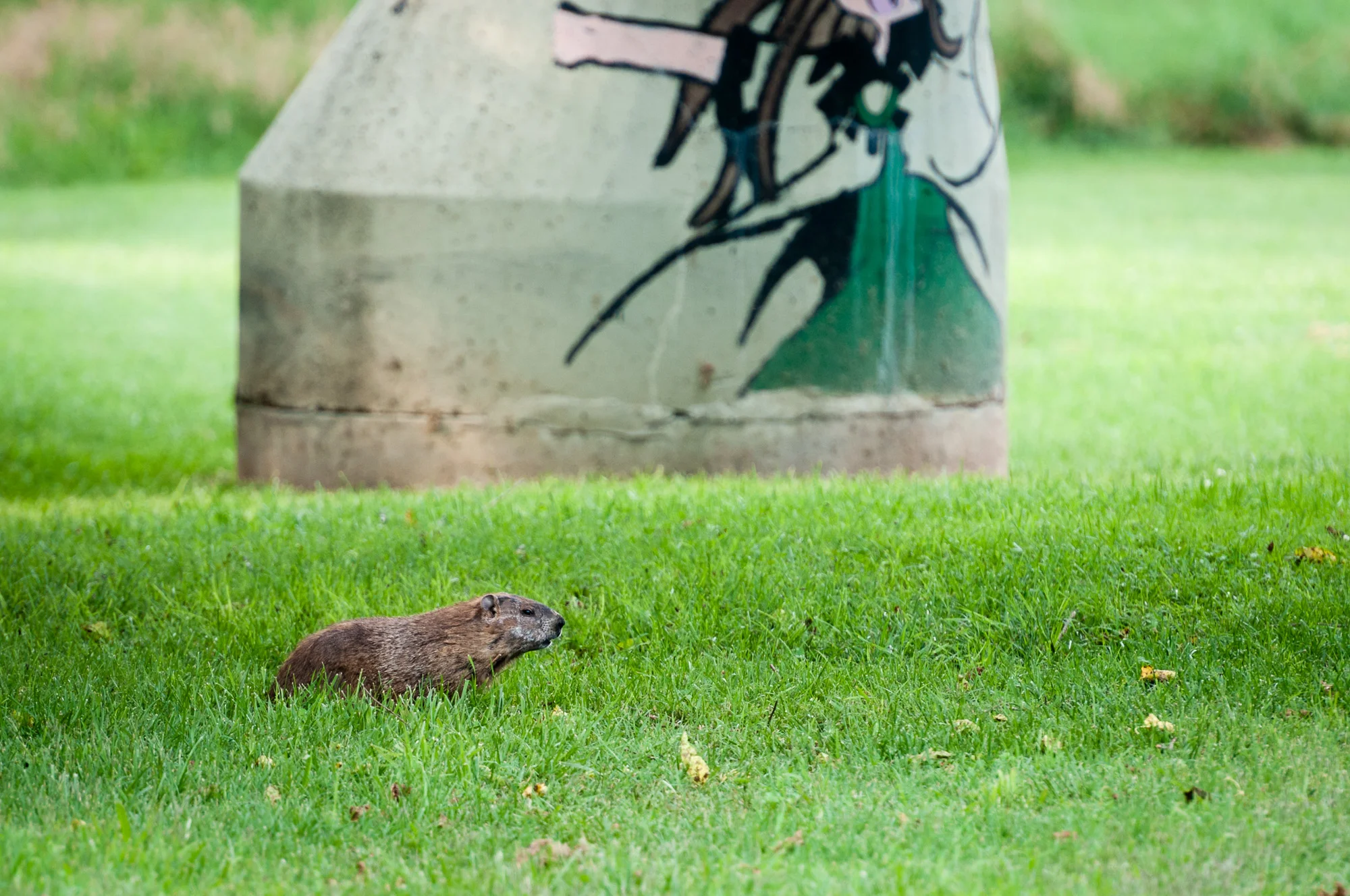 Groundhog along the Hawksbill Greenway in Luray, Virginia