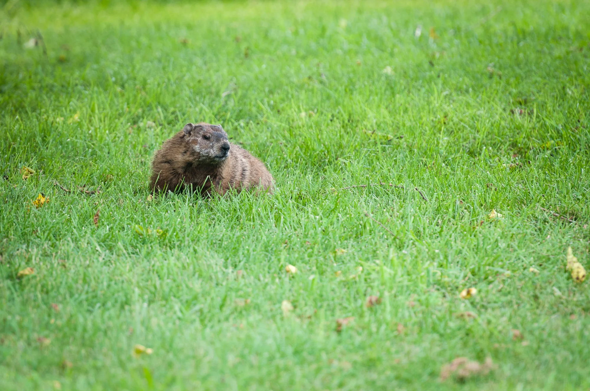 Groundhog facing the camera