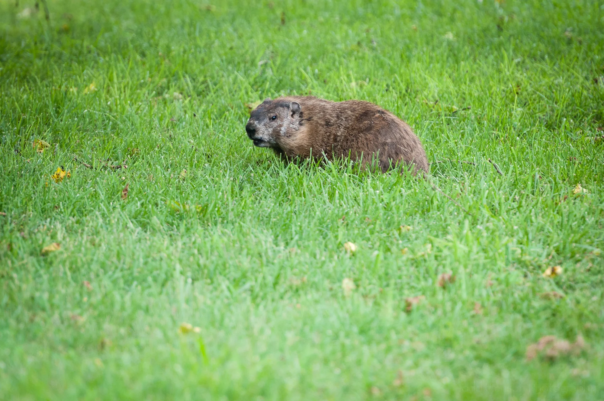Groundhog watching me as I photograph it