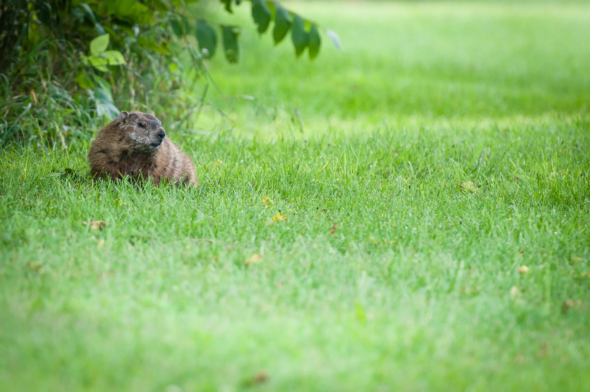 Groundhog at the edge of the bushes