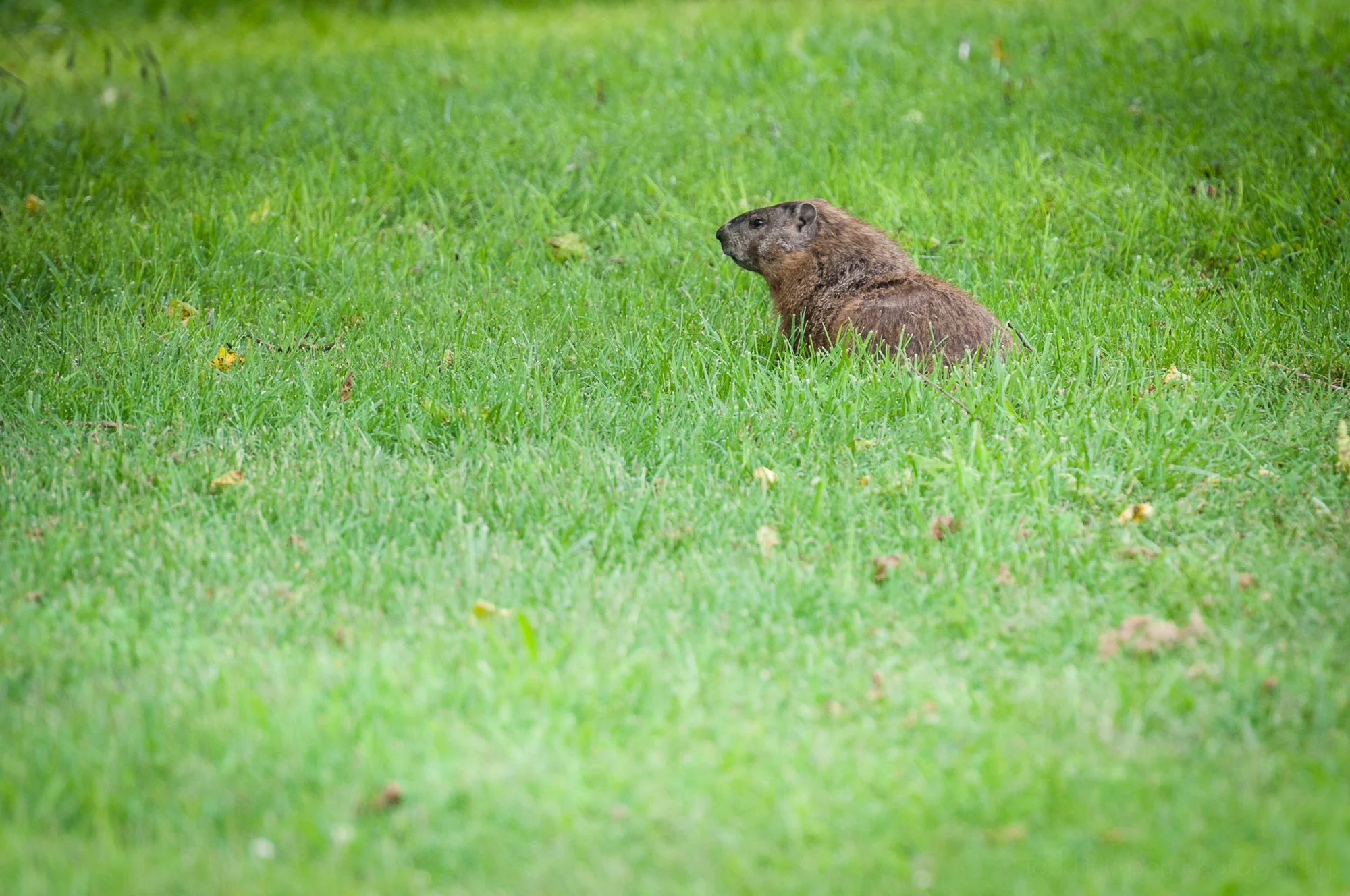 Groundhog looking off to the left