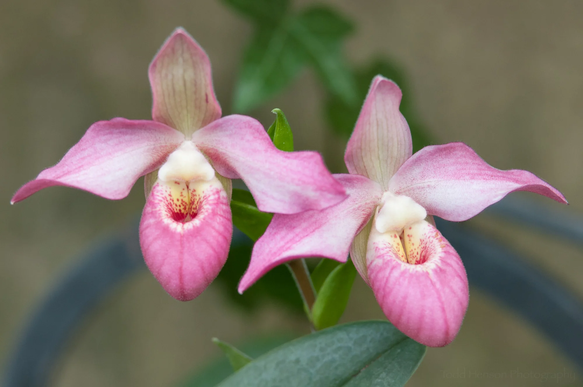 Pair of orchids at Longwood Gardens' Orchid Extravaganza