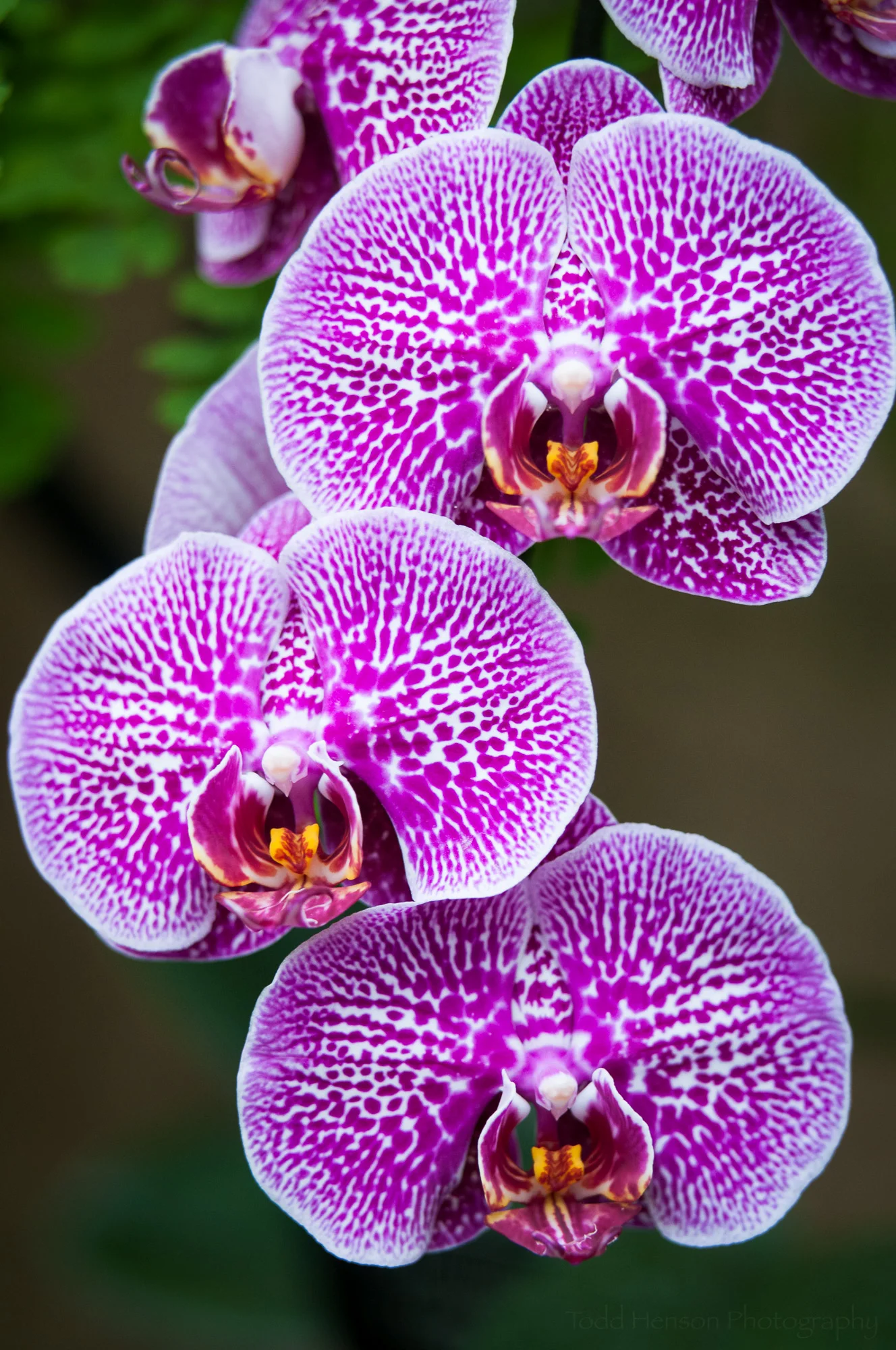 Grouping of orchid flowers