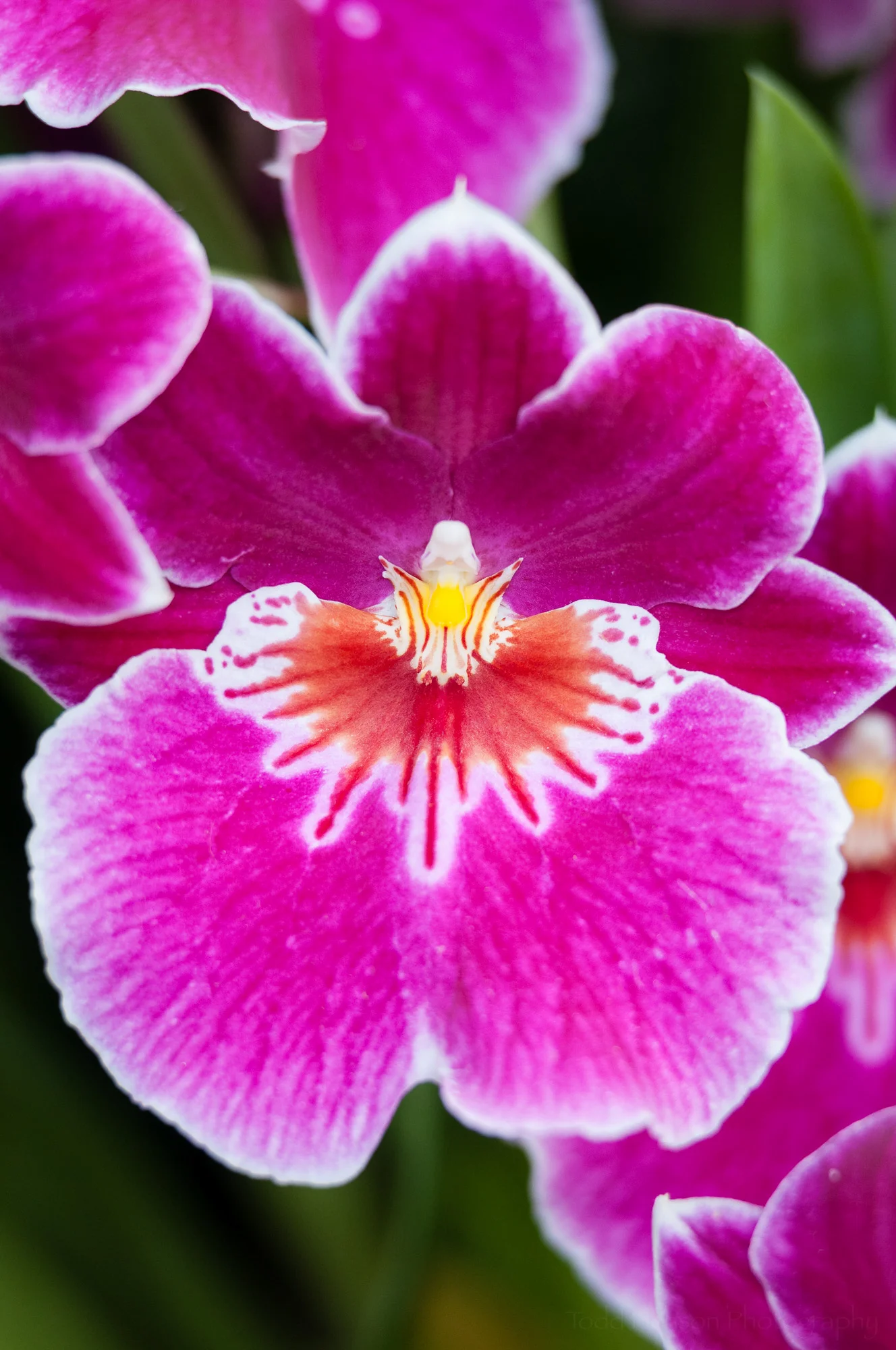 Single orchid flower from a grouping