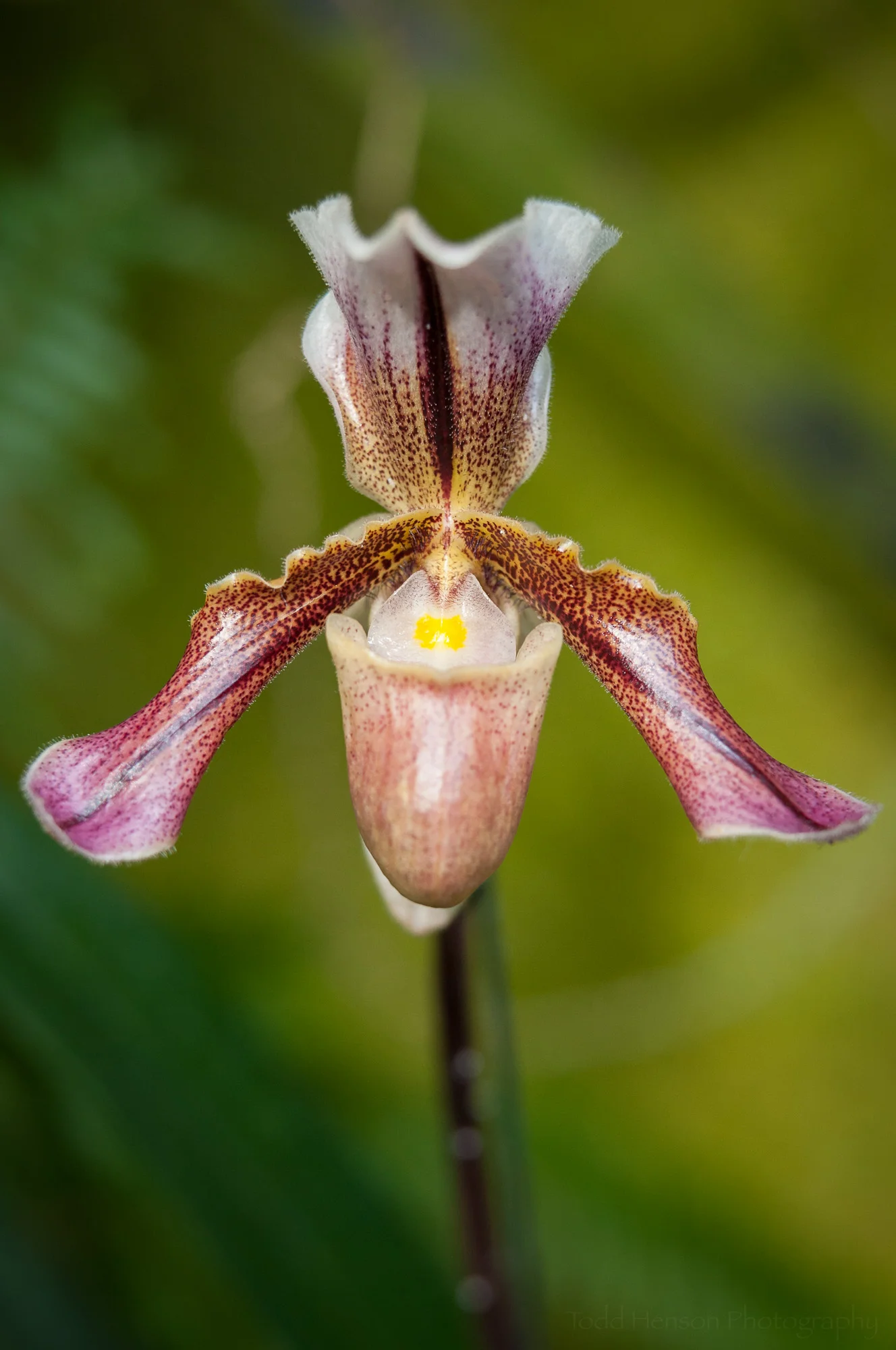 Delicately shaped orchid