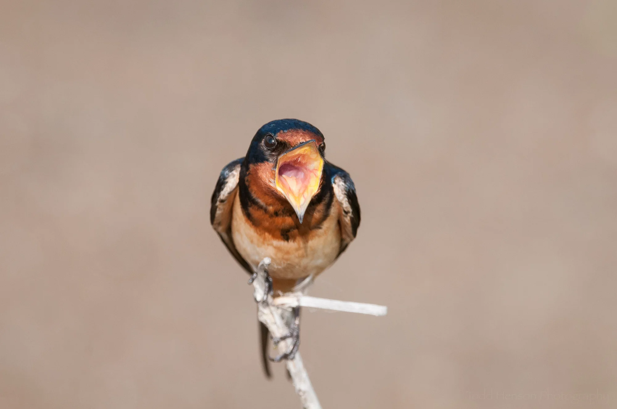 Singing Barn Swallow. Open wide!