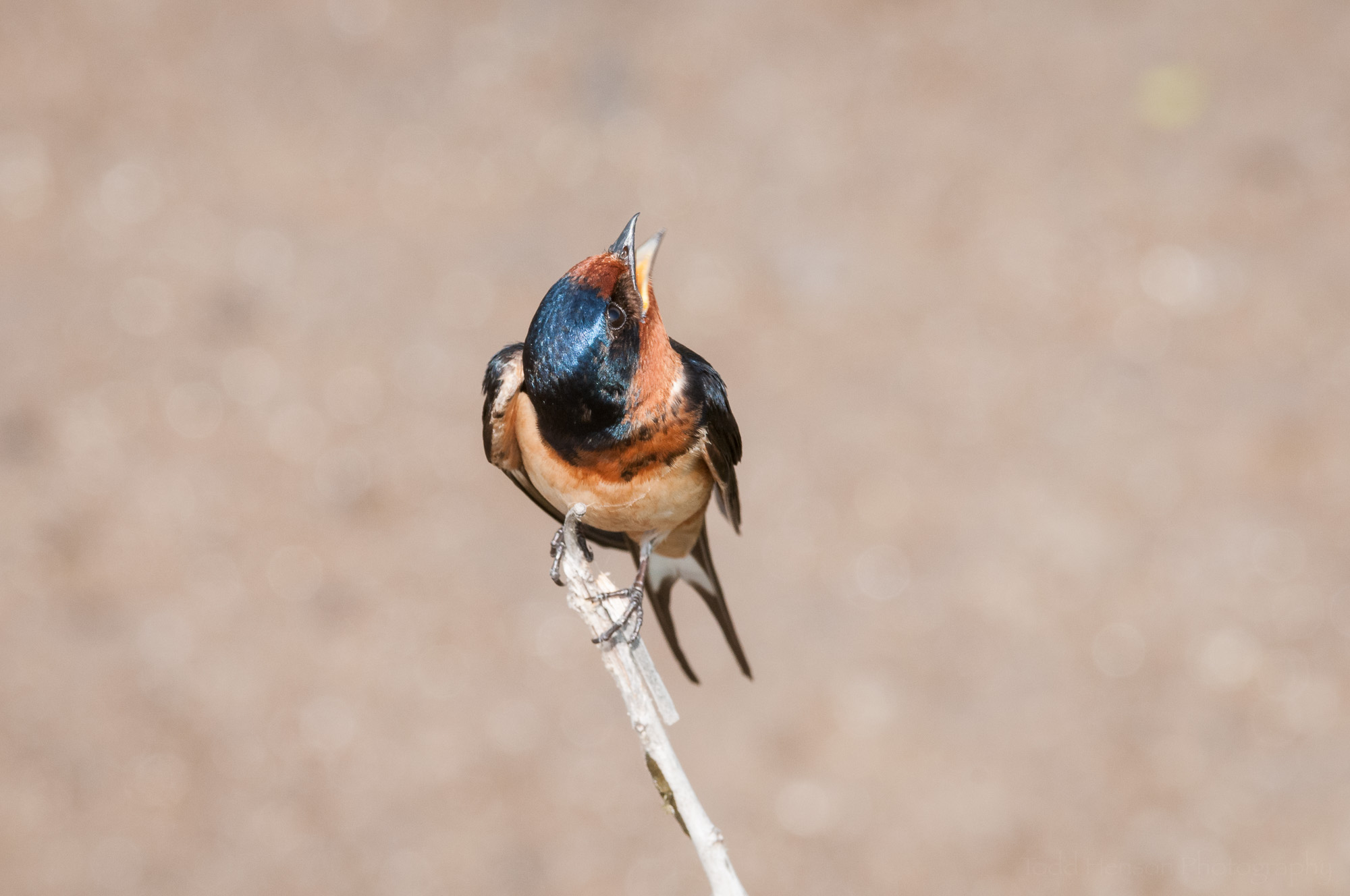 Barn Swallow looking up into the sky