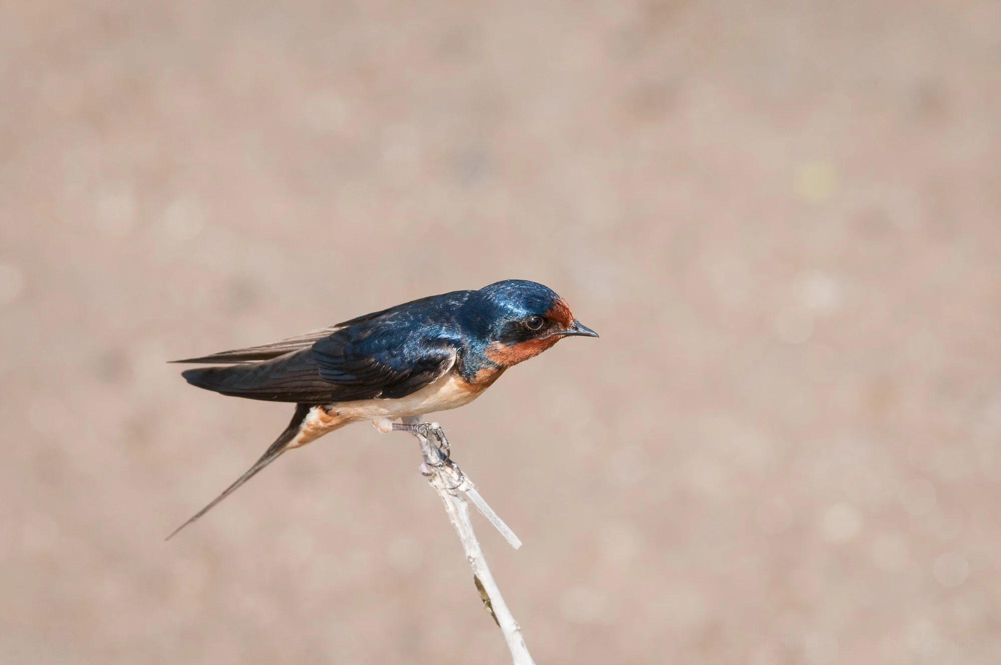Side view of Barn Swallow