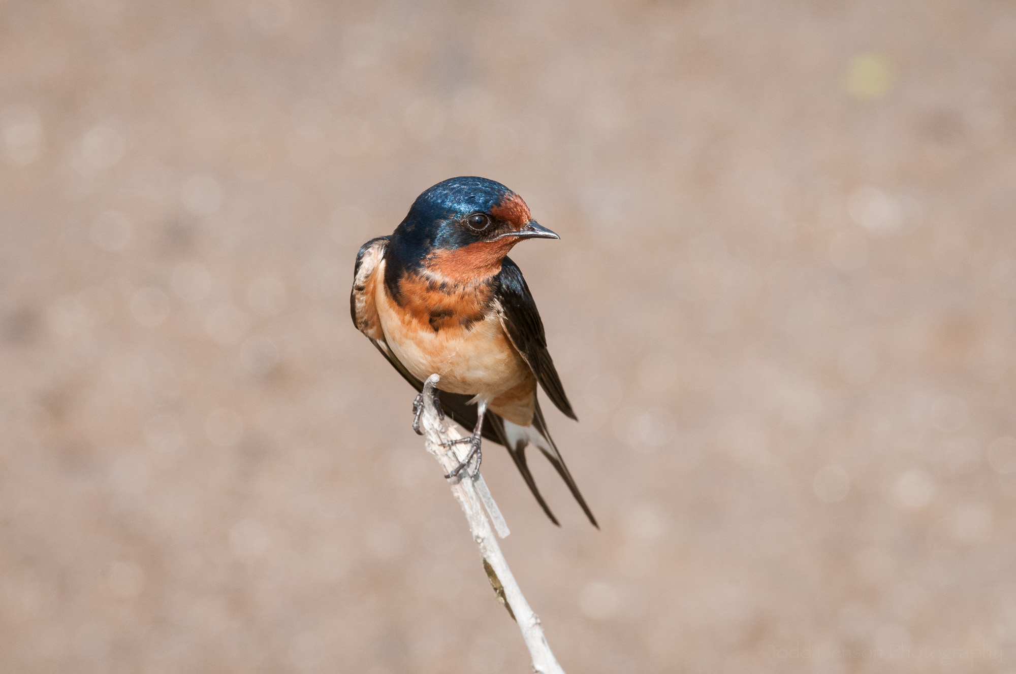 Barn Swallow looking this way with head to the right. Notice the forked tail.
