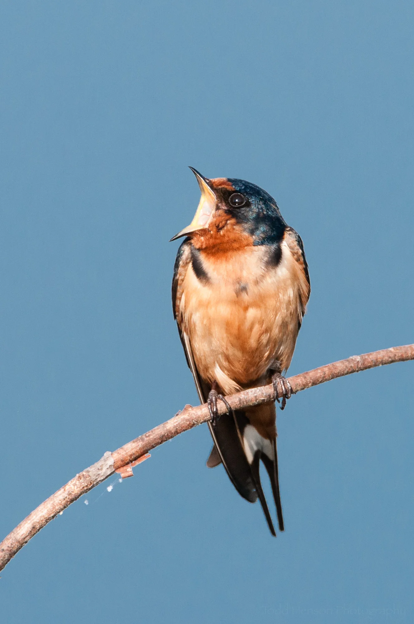 Barn Swallow singing, looking as if it's roaring