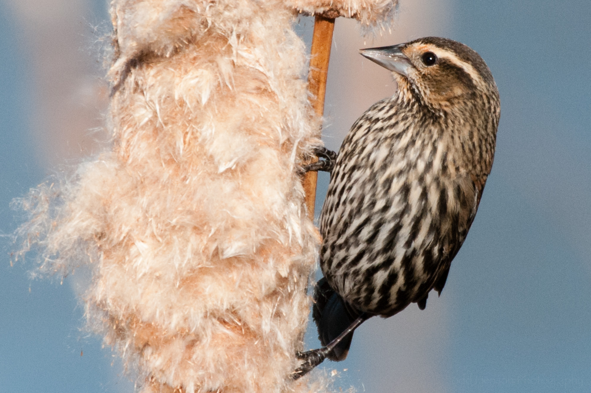 Female red-winged blackbird looking normal with eye open.