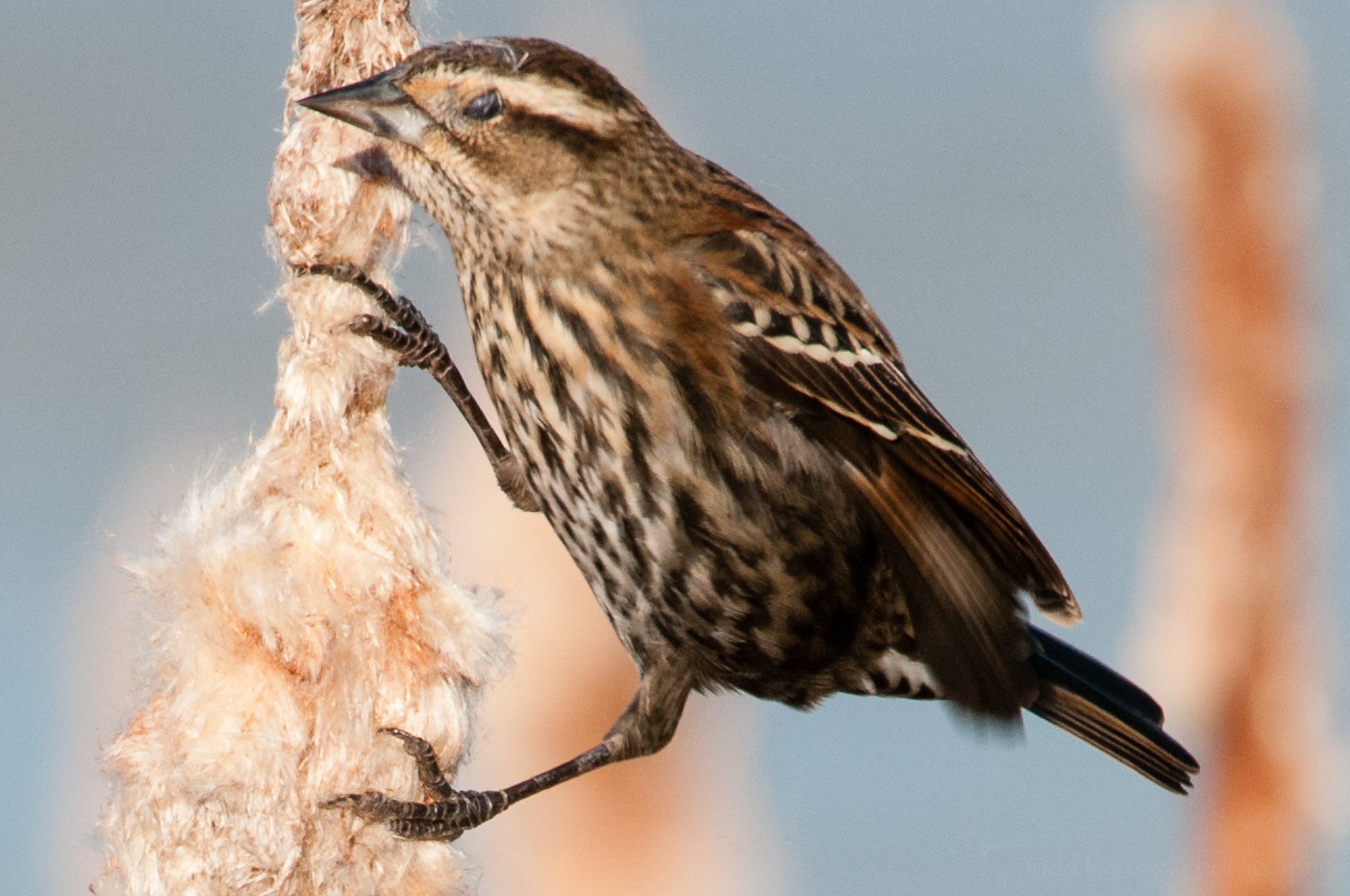Example of nictitating membrane protecting female red-winged blackbird's eye from debris.