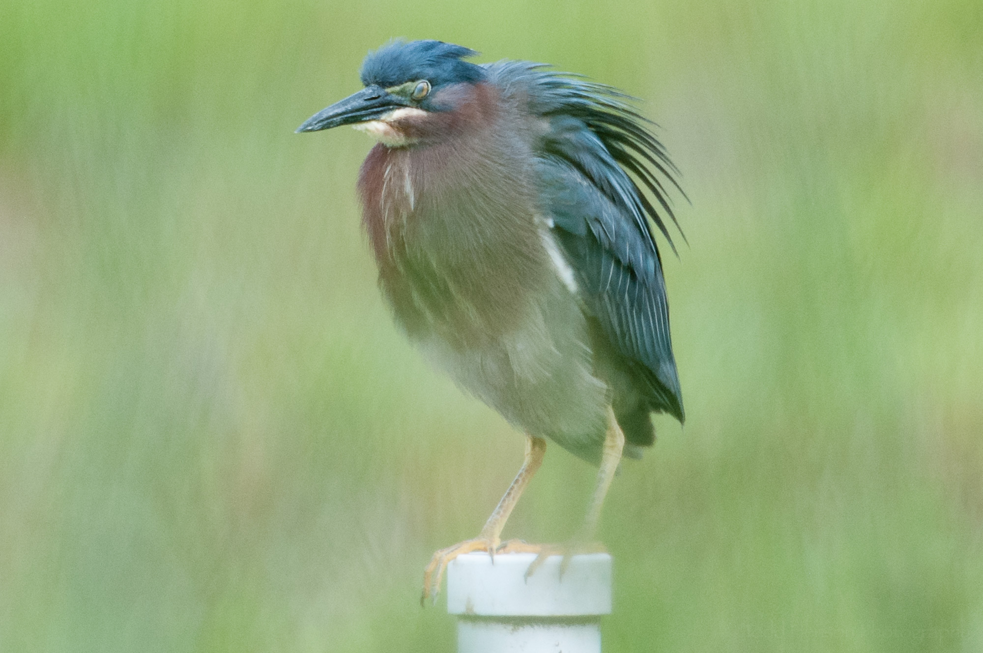 Green Heron showing third eyelid, the nictitating membrane.