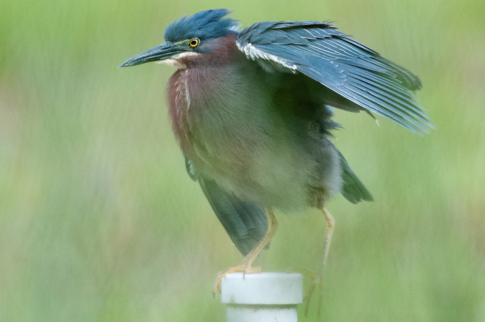 Green Heron with eye fully open.