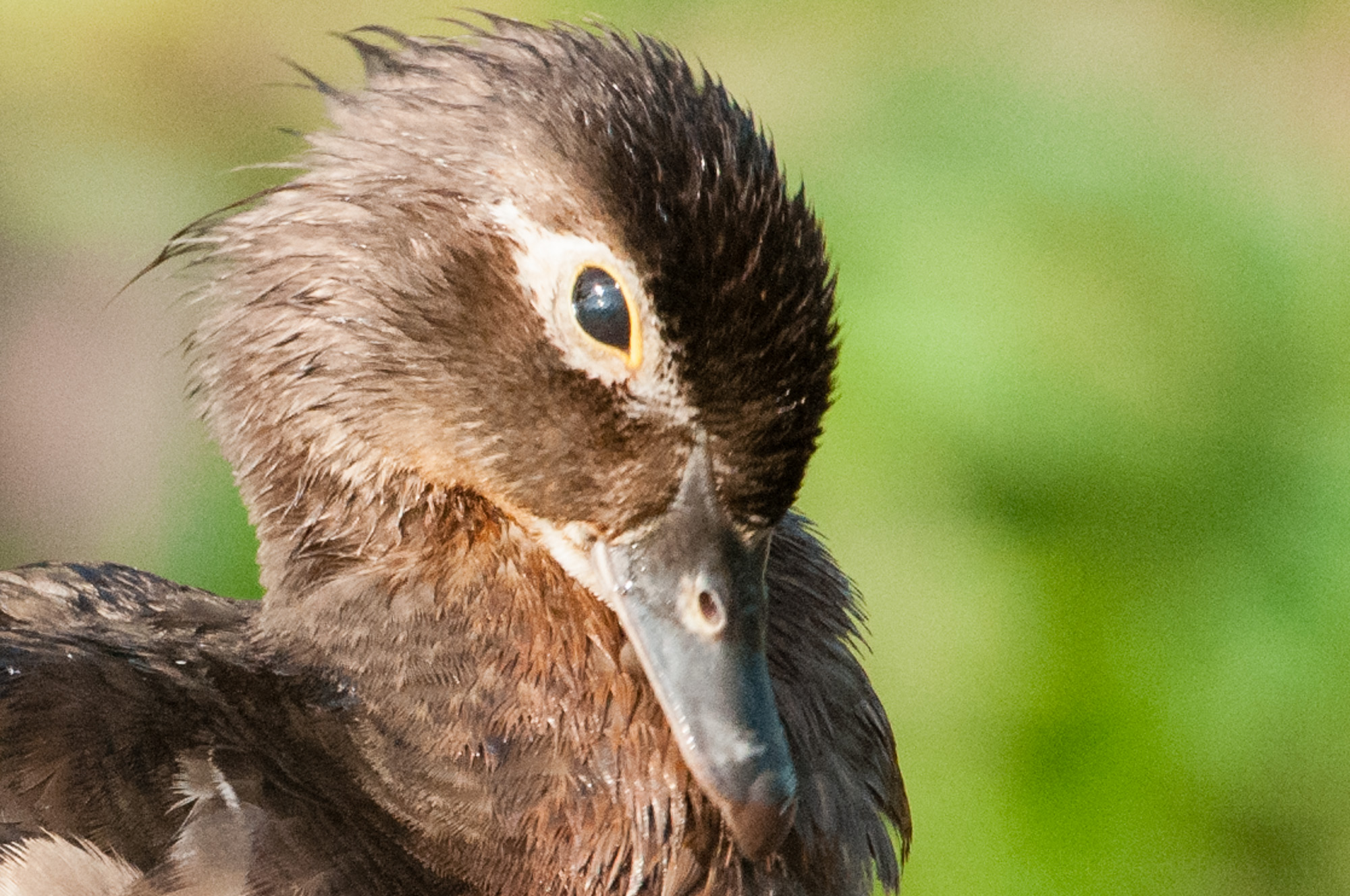 Female Wood Duck with nictitating membrane closed over eye.
