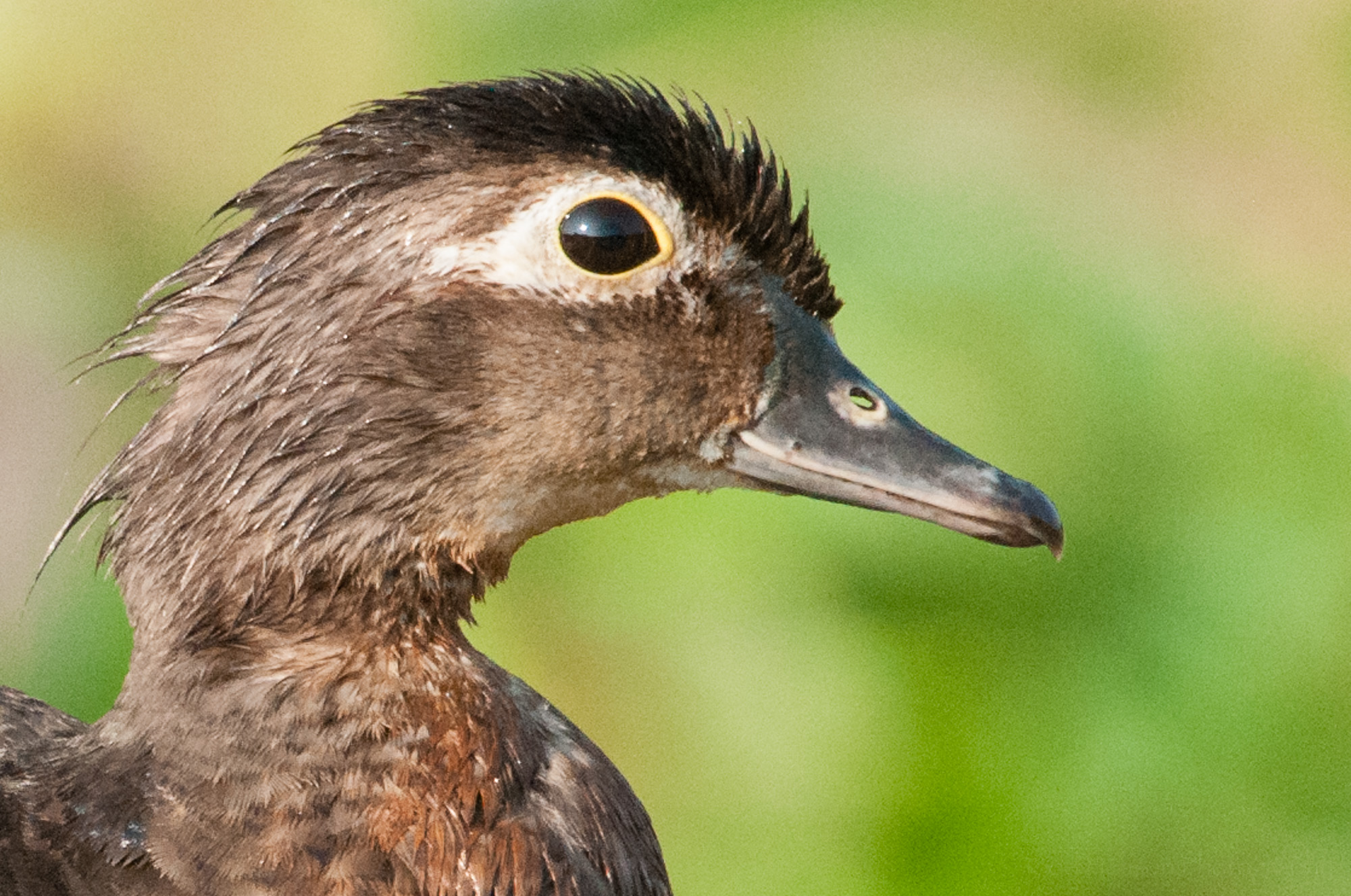 Female Wood Duck with eye full open.