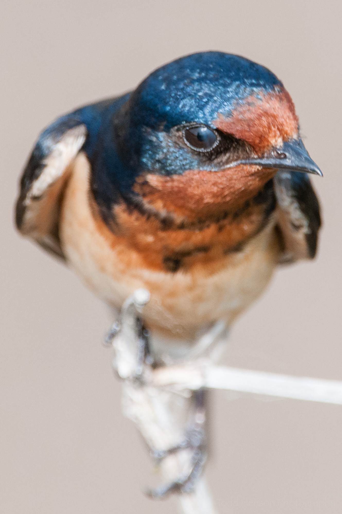 Part of nictitating membrane