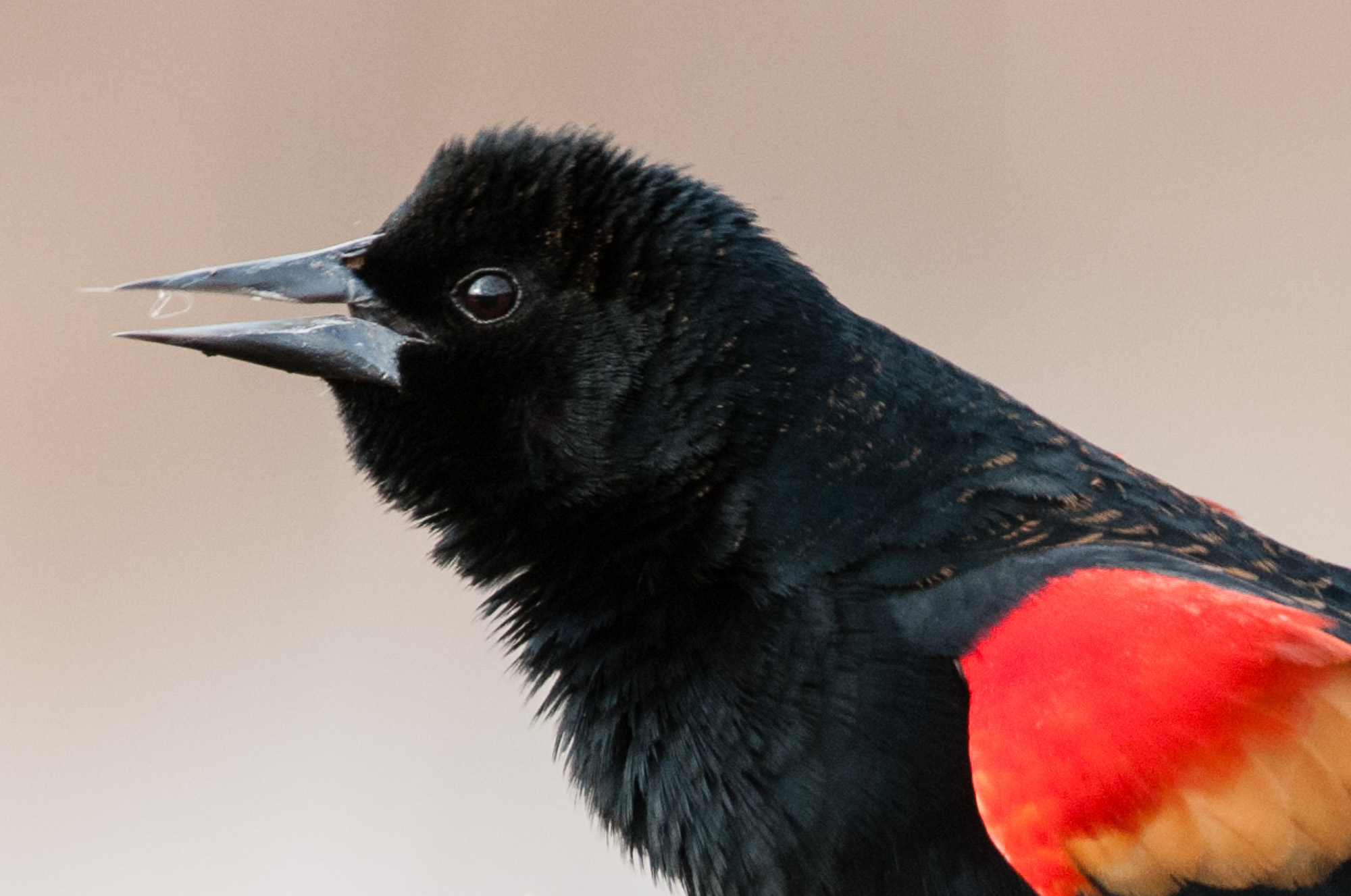 Male red-winged blackbird with eye open.