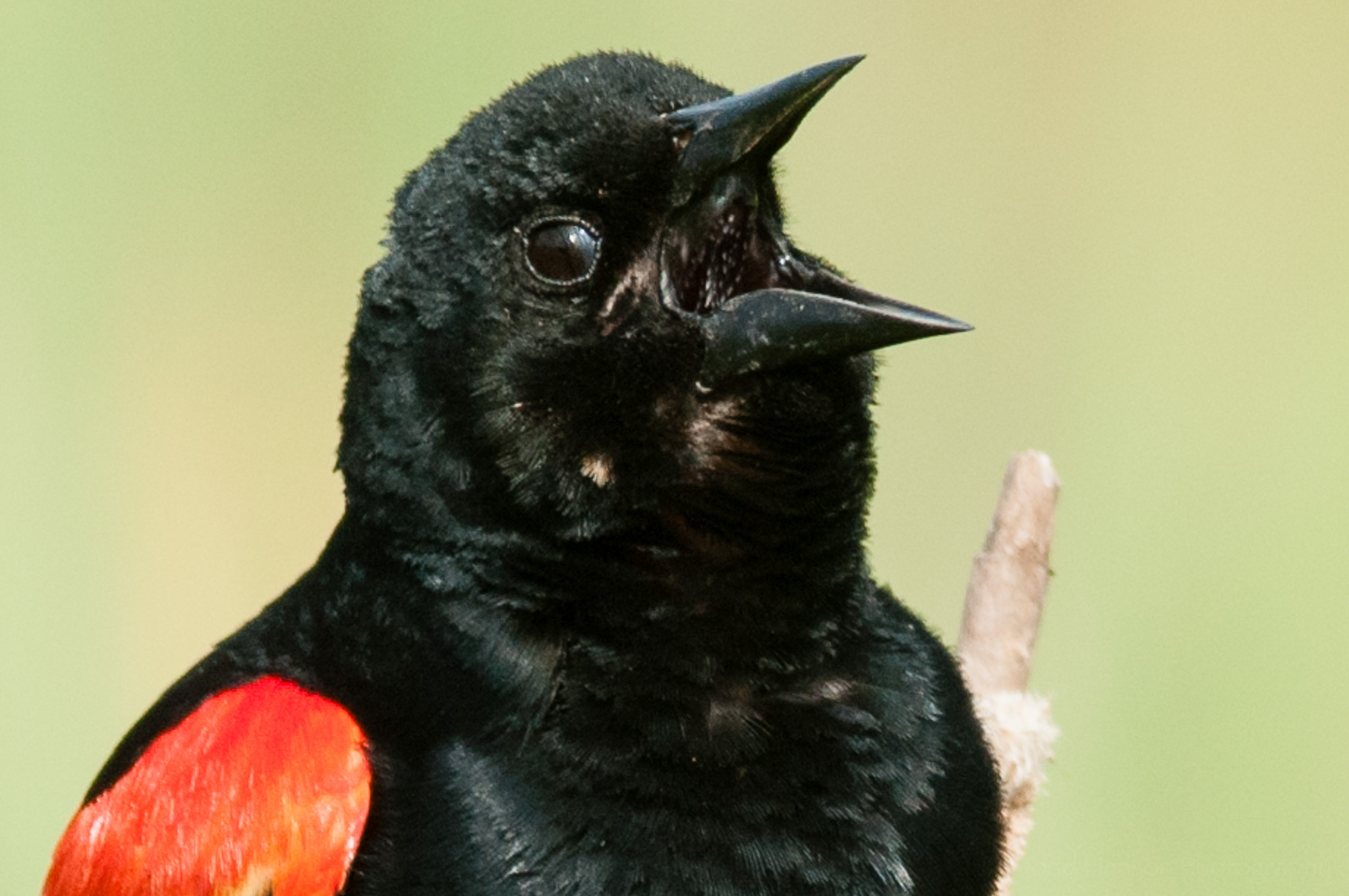 Nictitating membrane beginning to close on male red-winged blackbird.