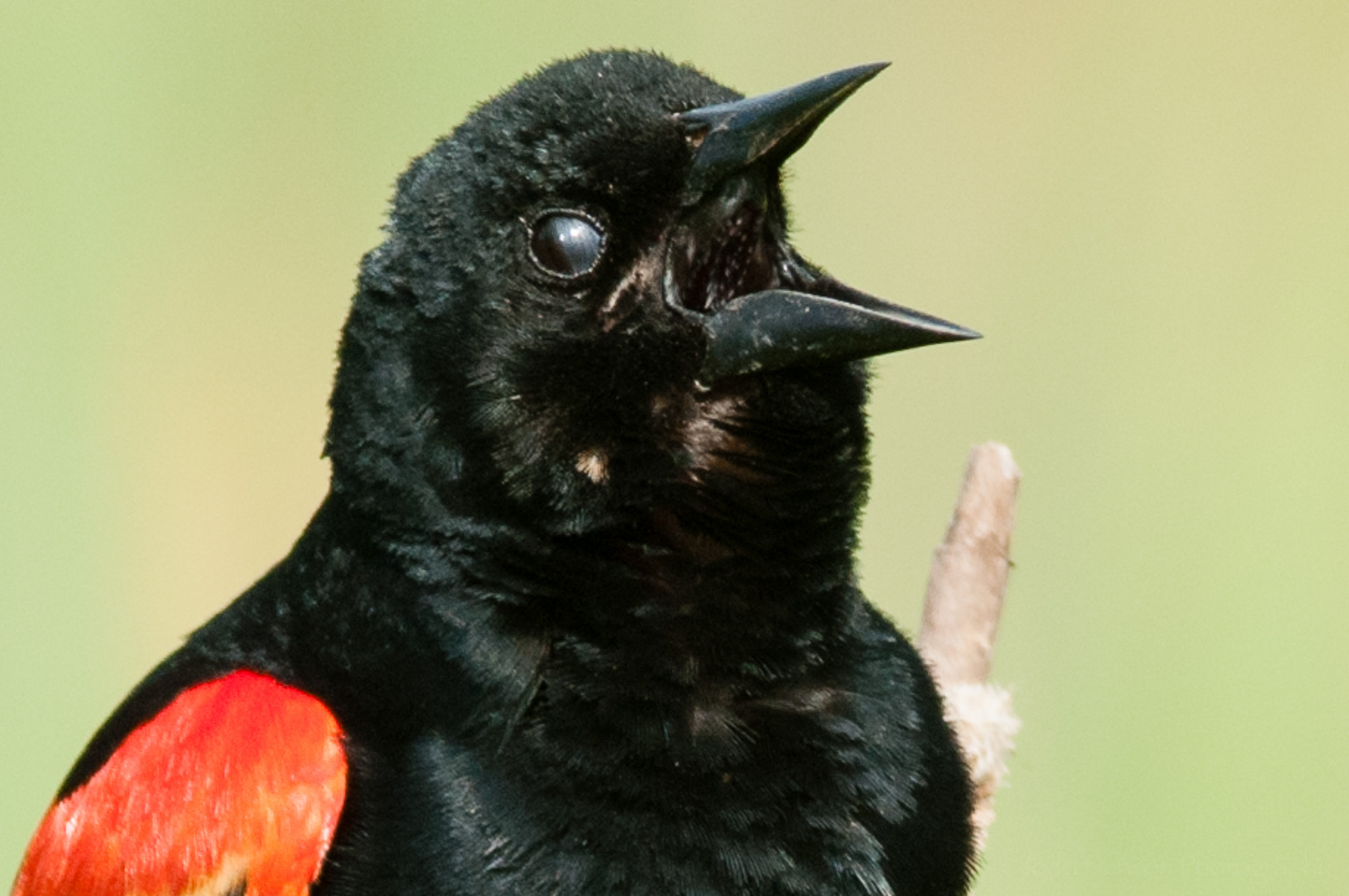 Nictitating membrane almost closed on male red-winged blackbird.