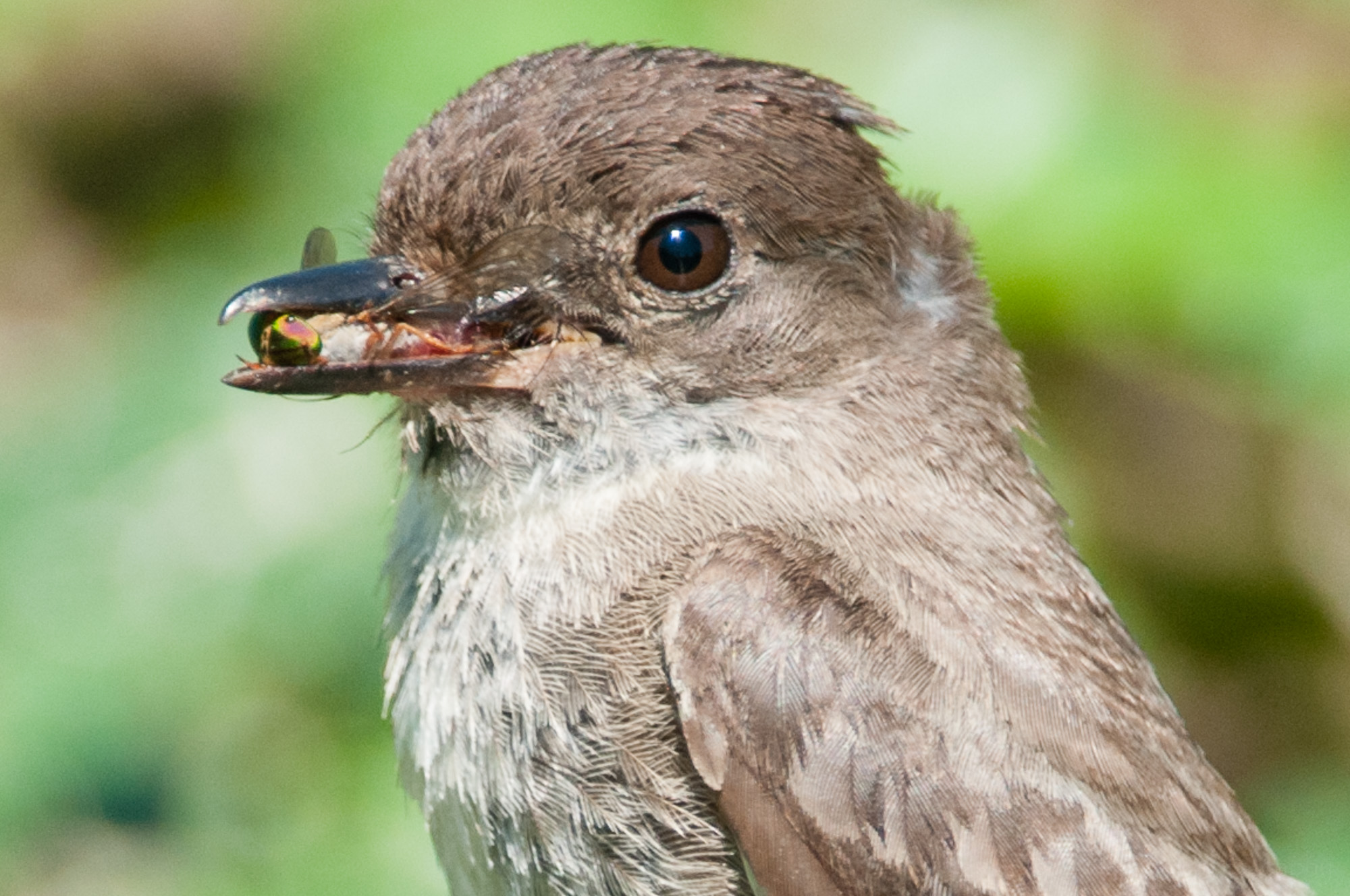 Eastern Phoebe with eye wide open.