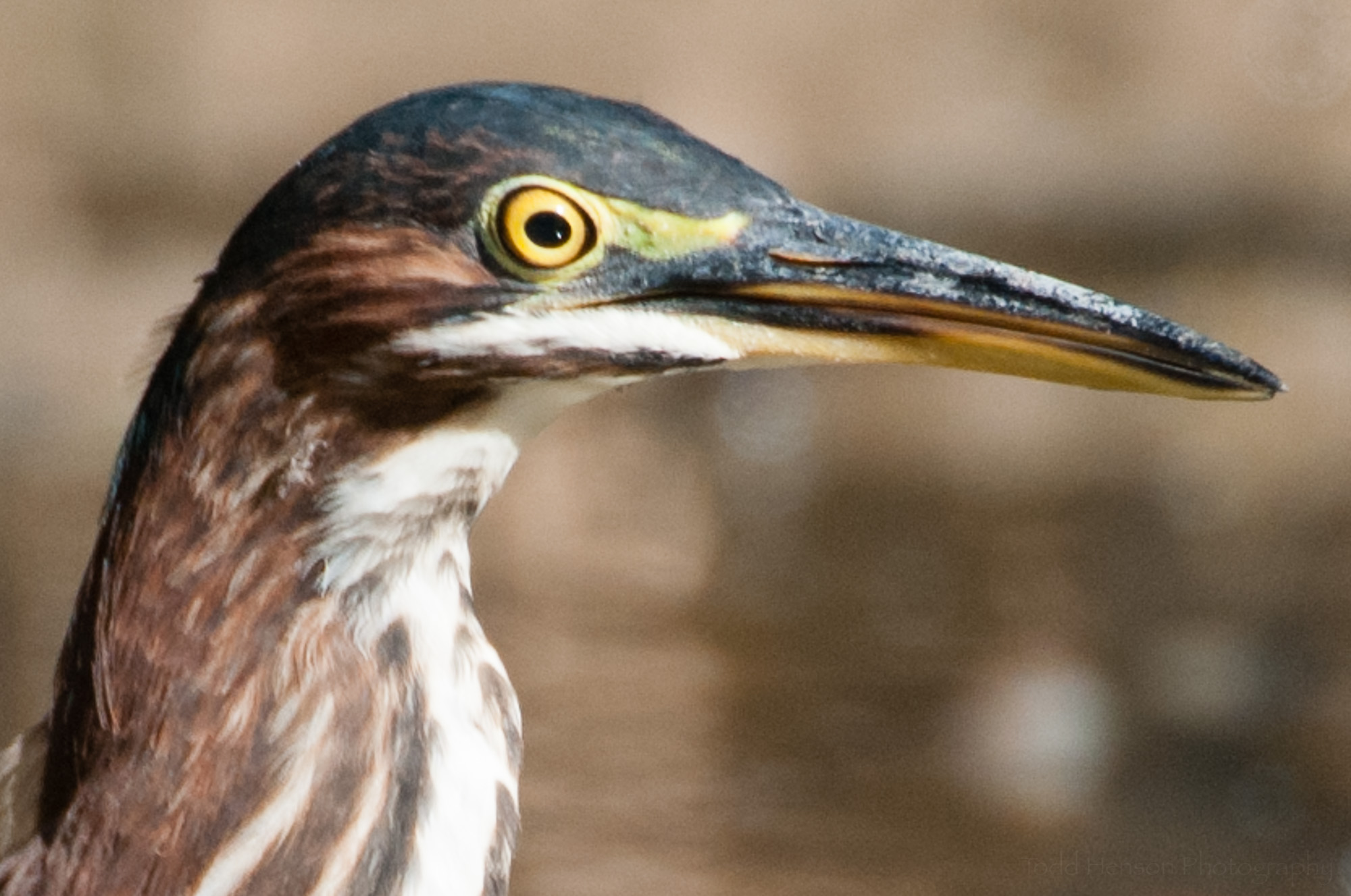 Green Heron with eye wide open.