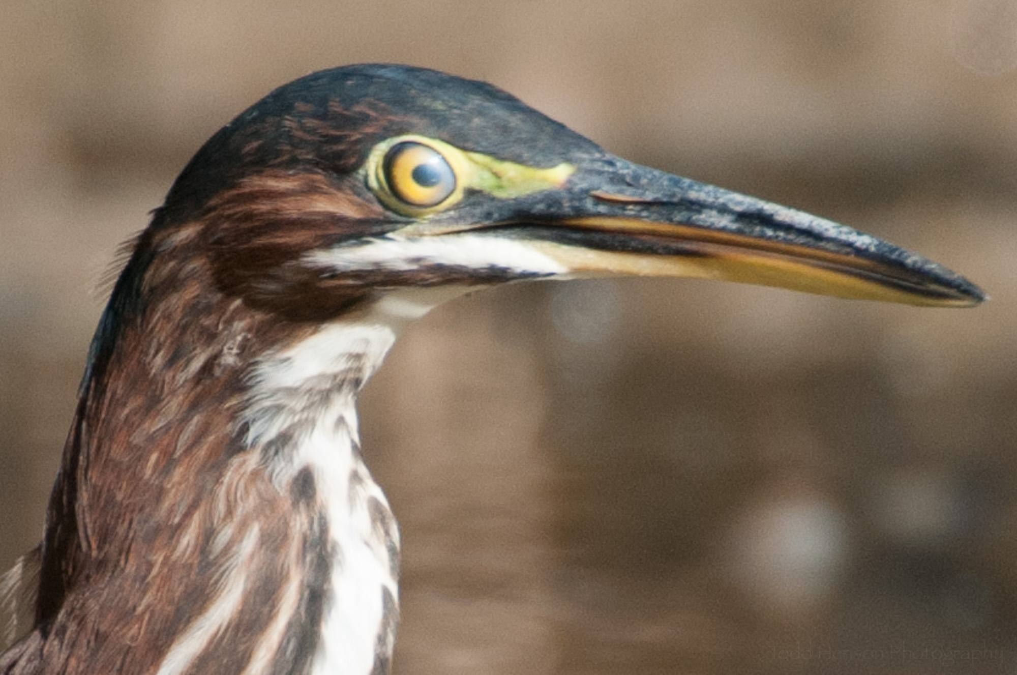Cloudy eye of Green Heron caused by nictitating membrane (third eyelid).