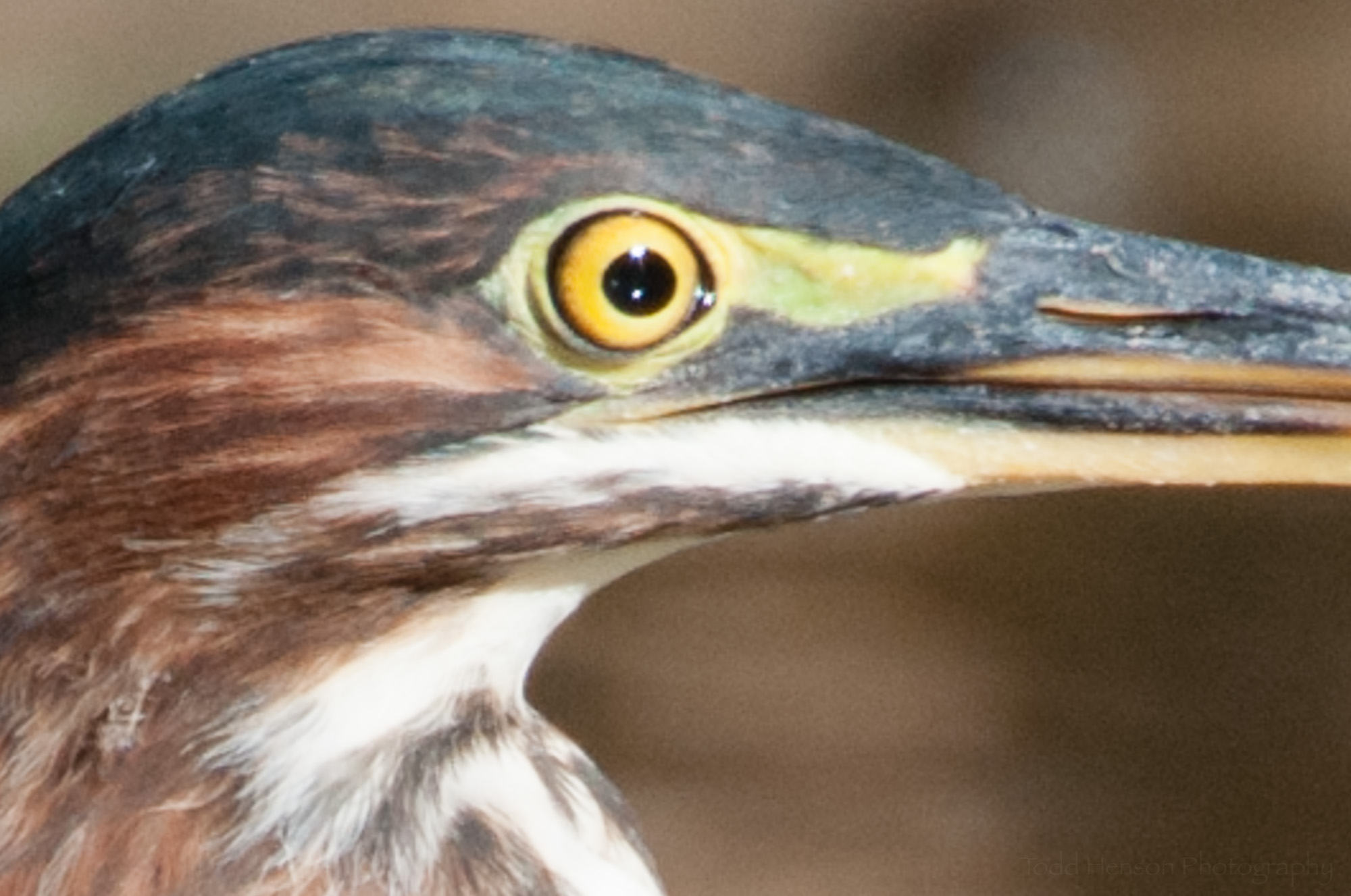 Closeup of open eye on Green Heron.