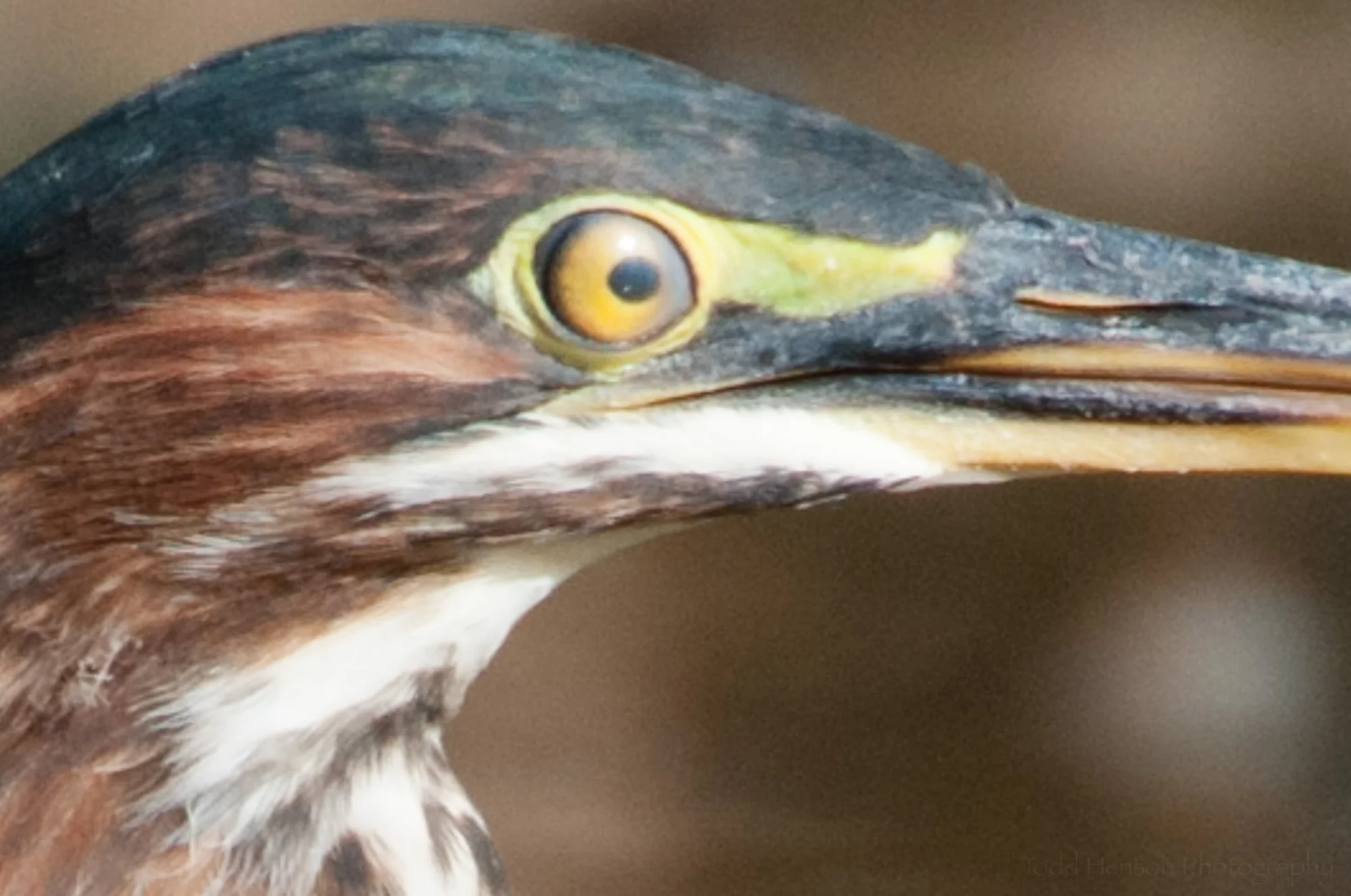 Closeup of nictitating membrane on Green Heron.