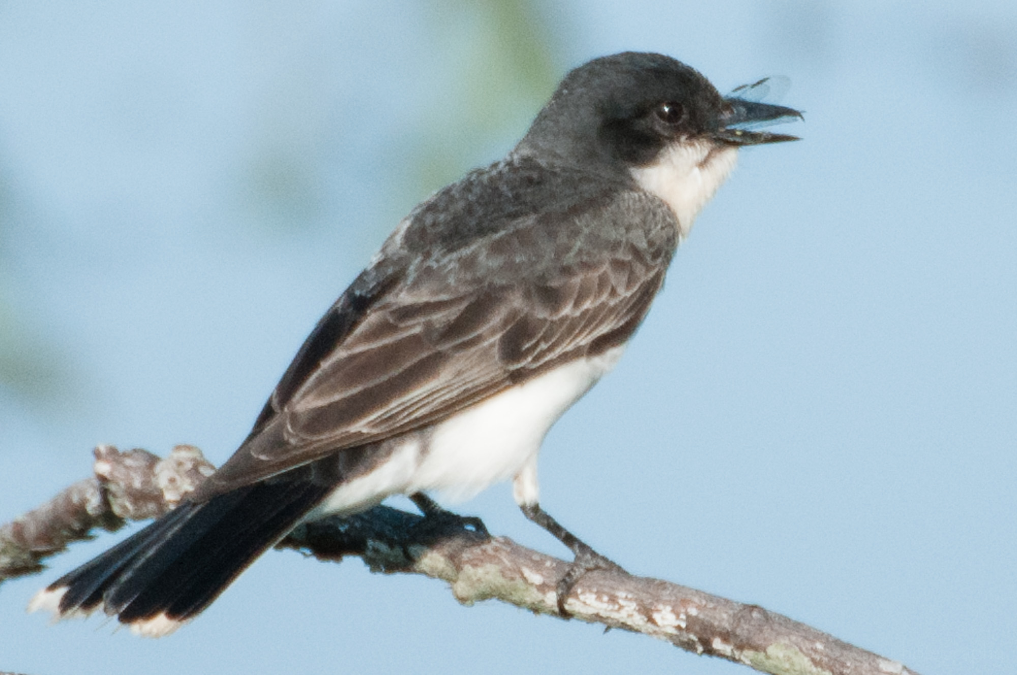 Eastern Phoebe with eye open.