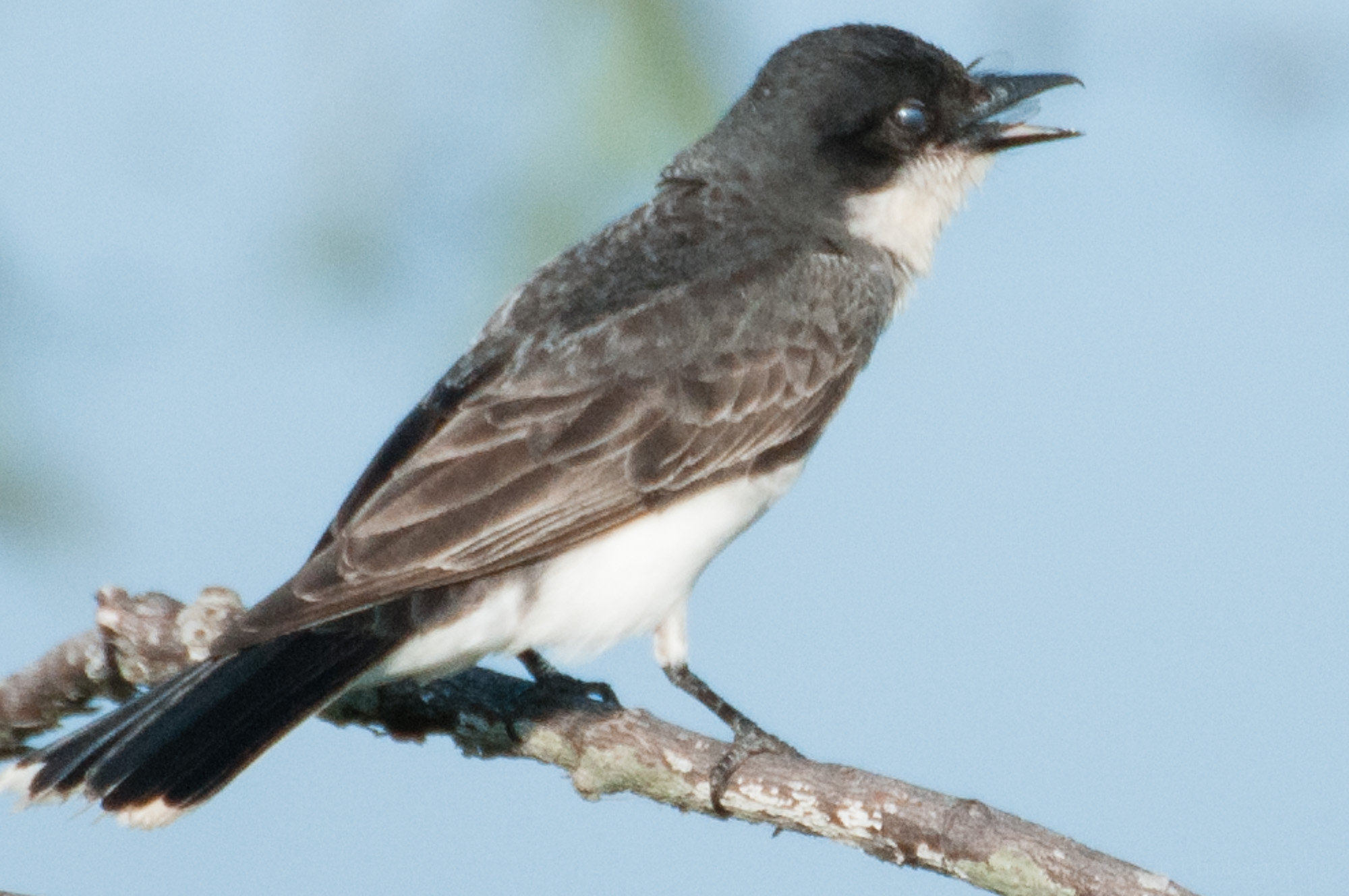 Eastern Phoebe with closed nictitating membrane over eye.