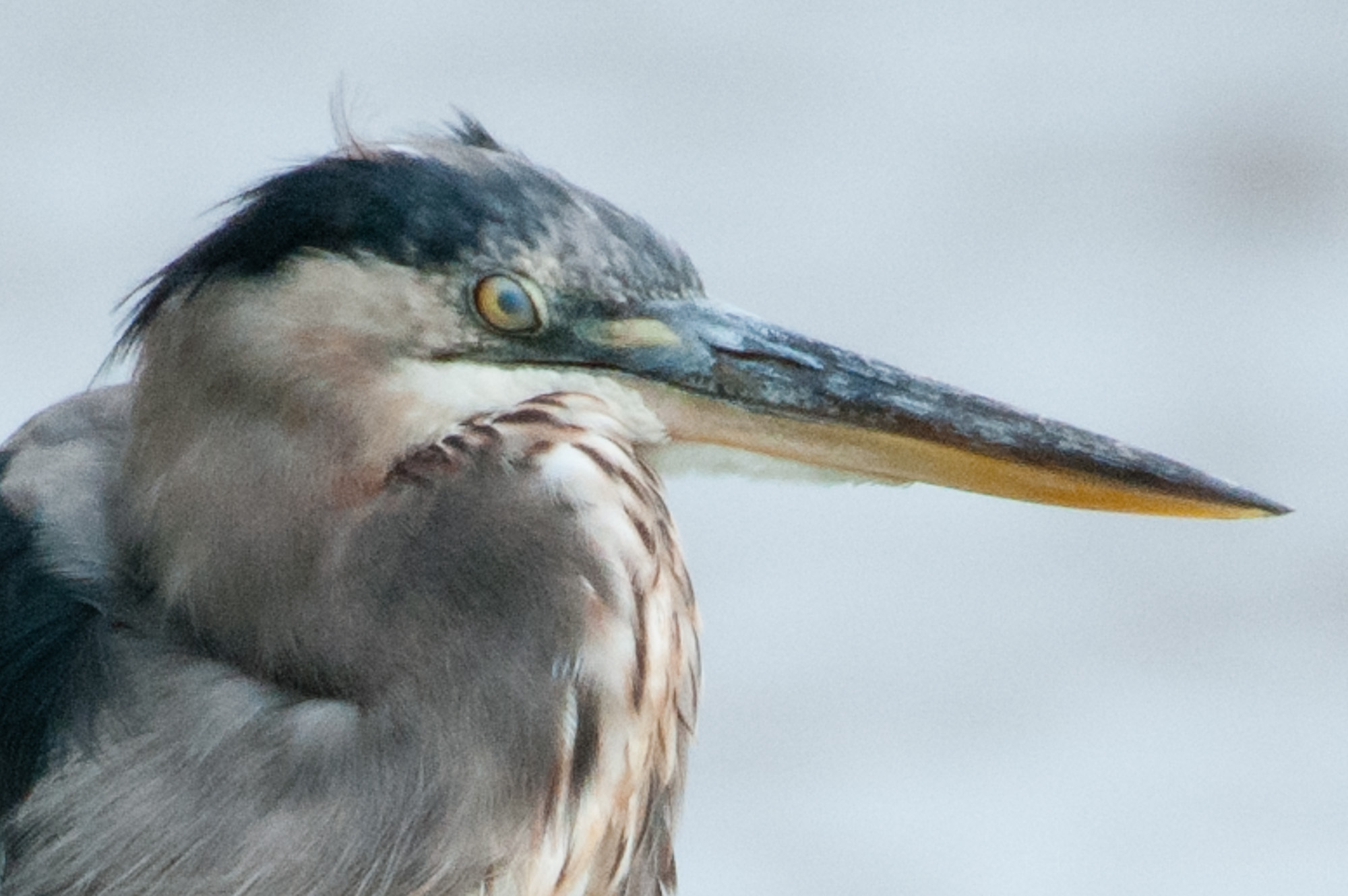 Great Blue Heron with eye clouded over by nictitating membrane.