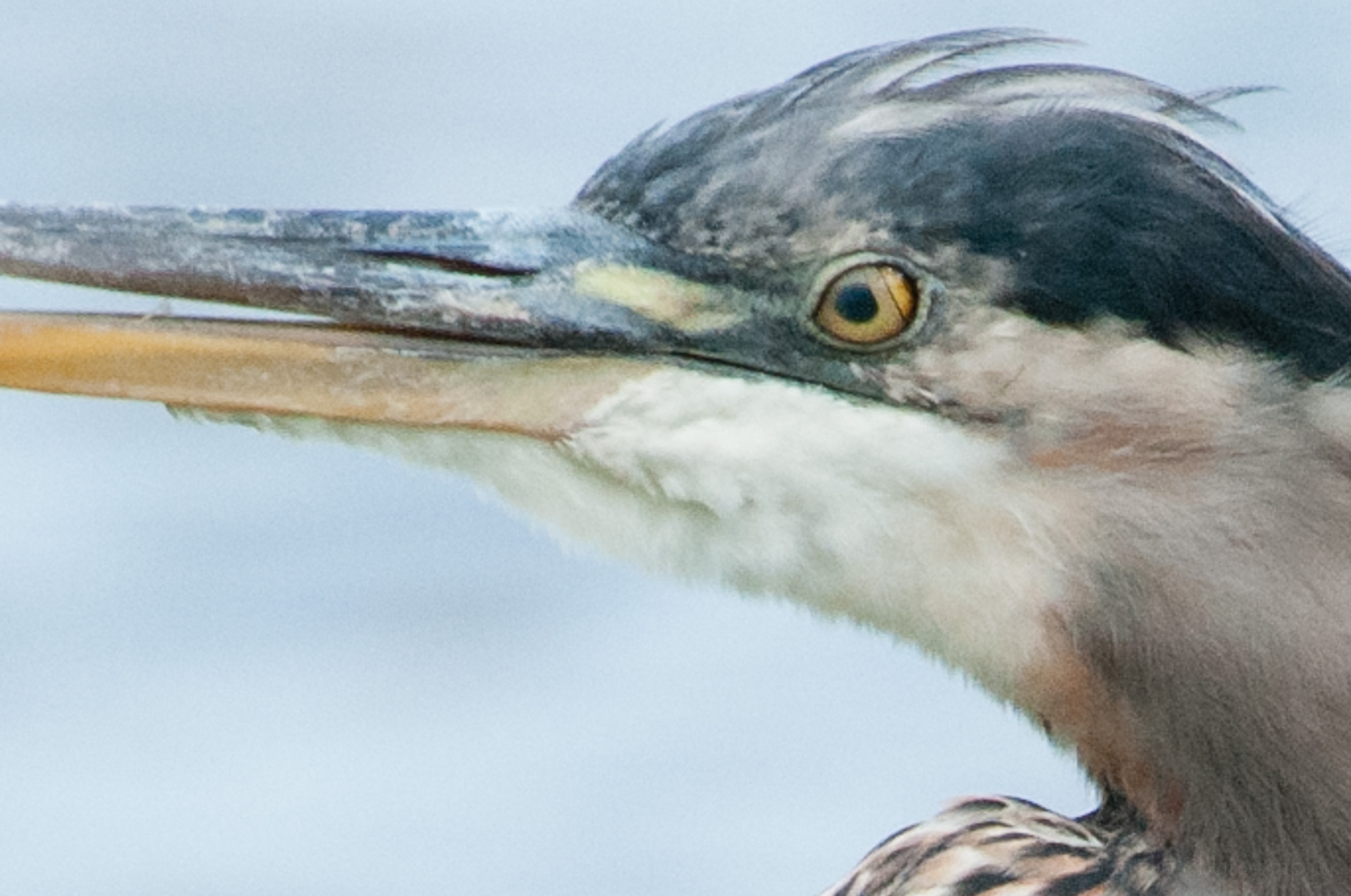 Great Blue Heron with nictitating membrane partially closed over eye.