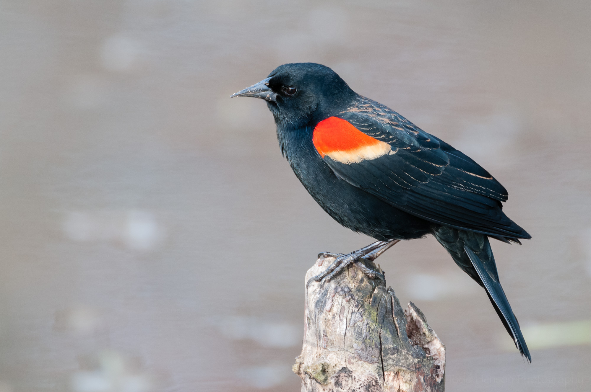 Male Red-winged Blackbird perched on a stump