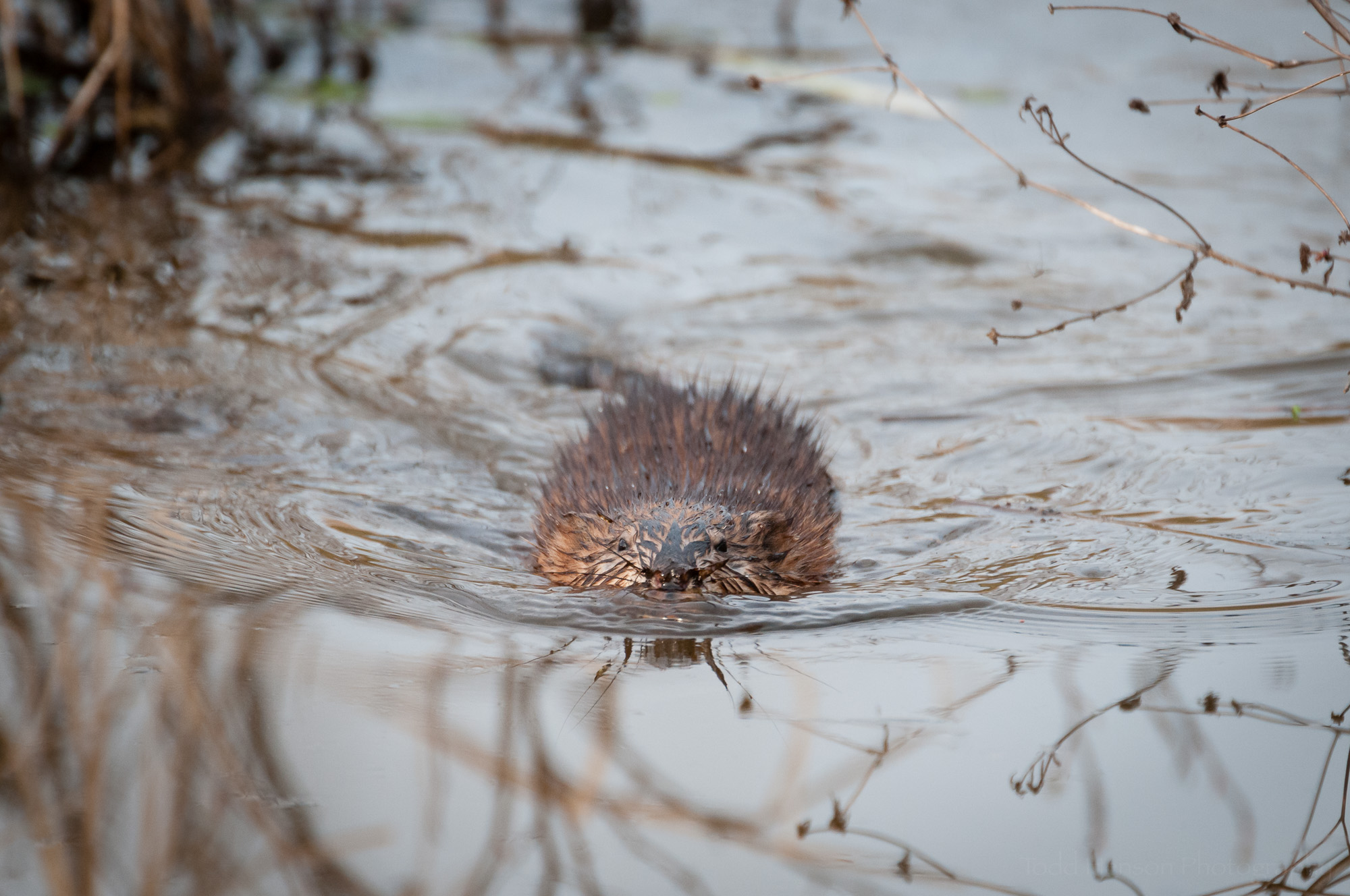 Muskrat swimming right at me