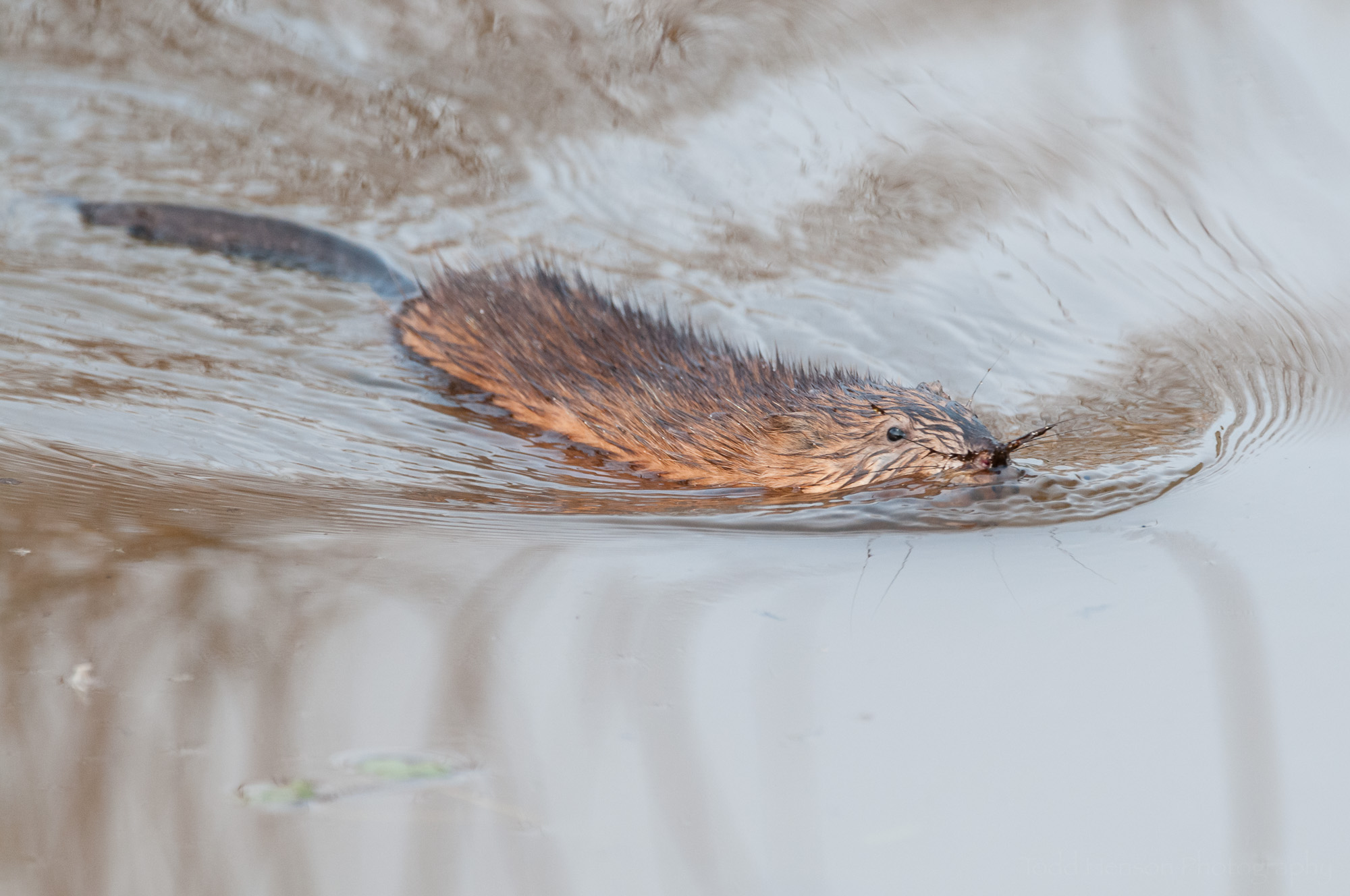 Look at the length and size of the muskrat's tail