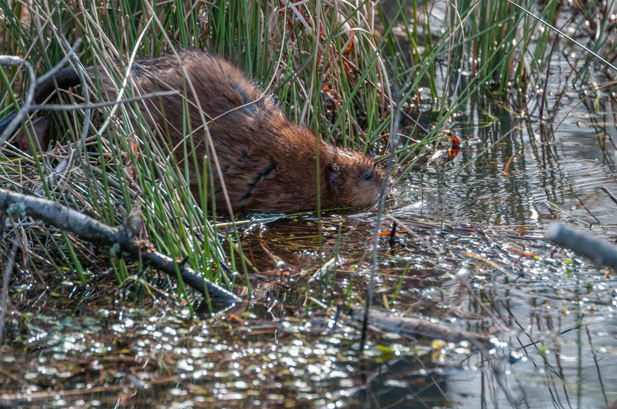 Muskrat entering the water