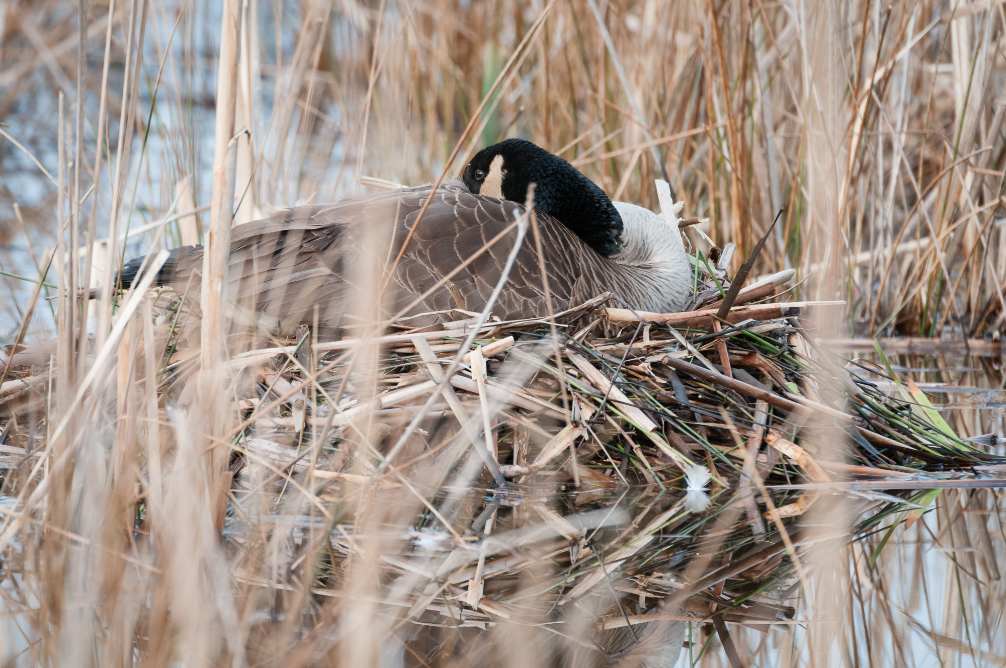 Mother Canada Goose resting on her nest