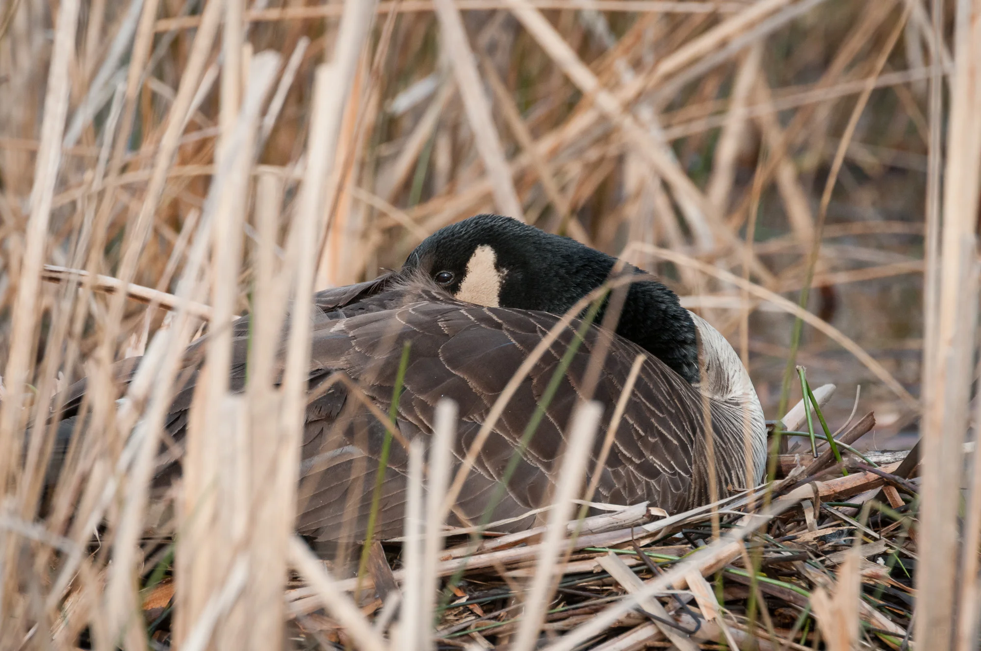 Closer look at the mother Canada Goose on her nest