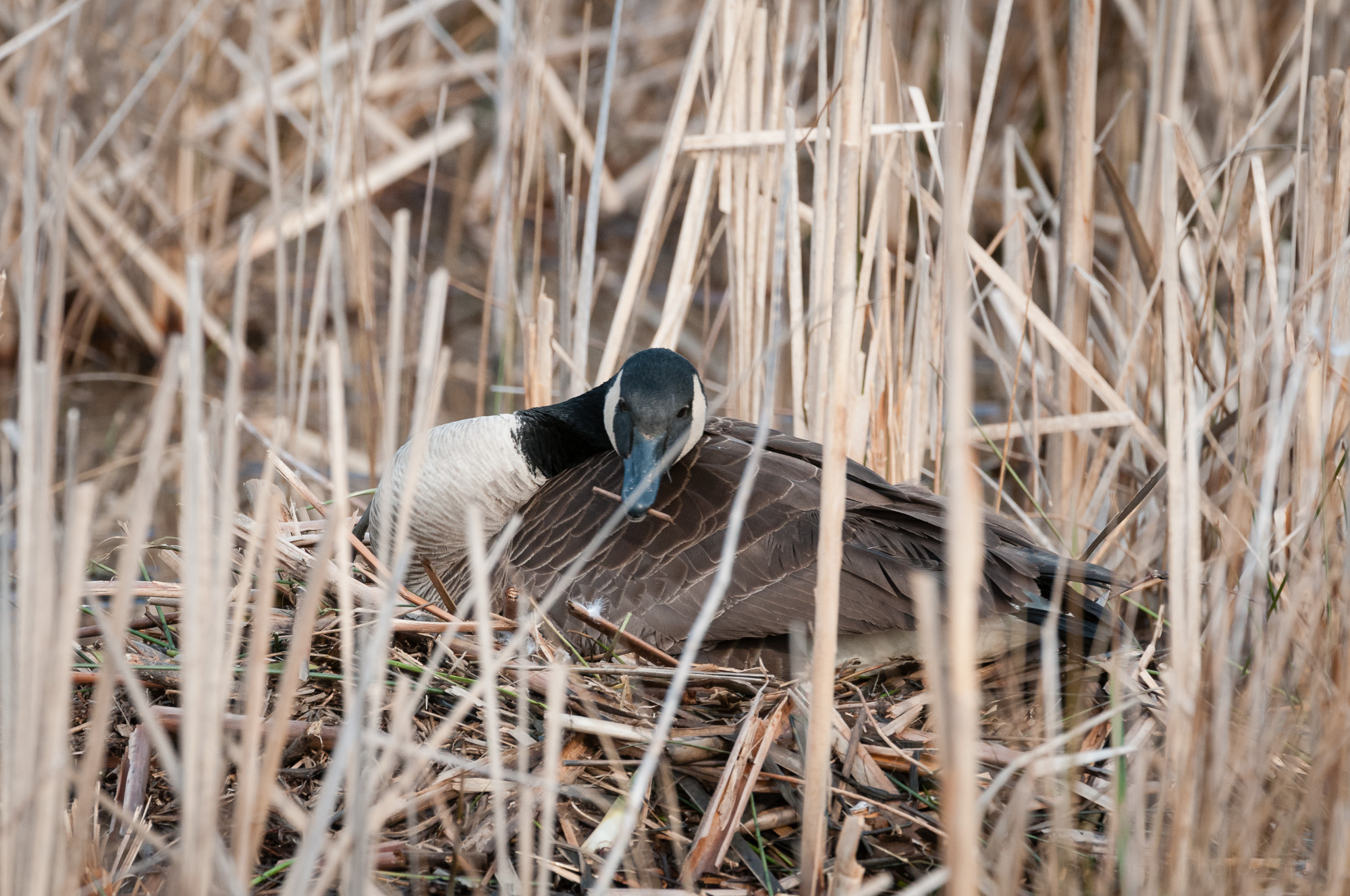 Canada Goose rearranging branches and reeds on her nest