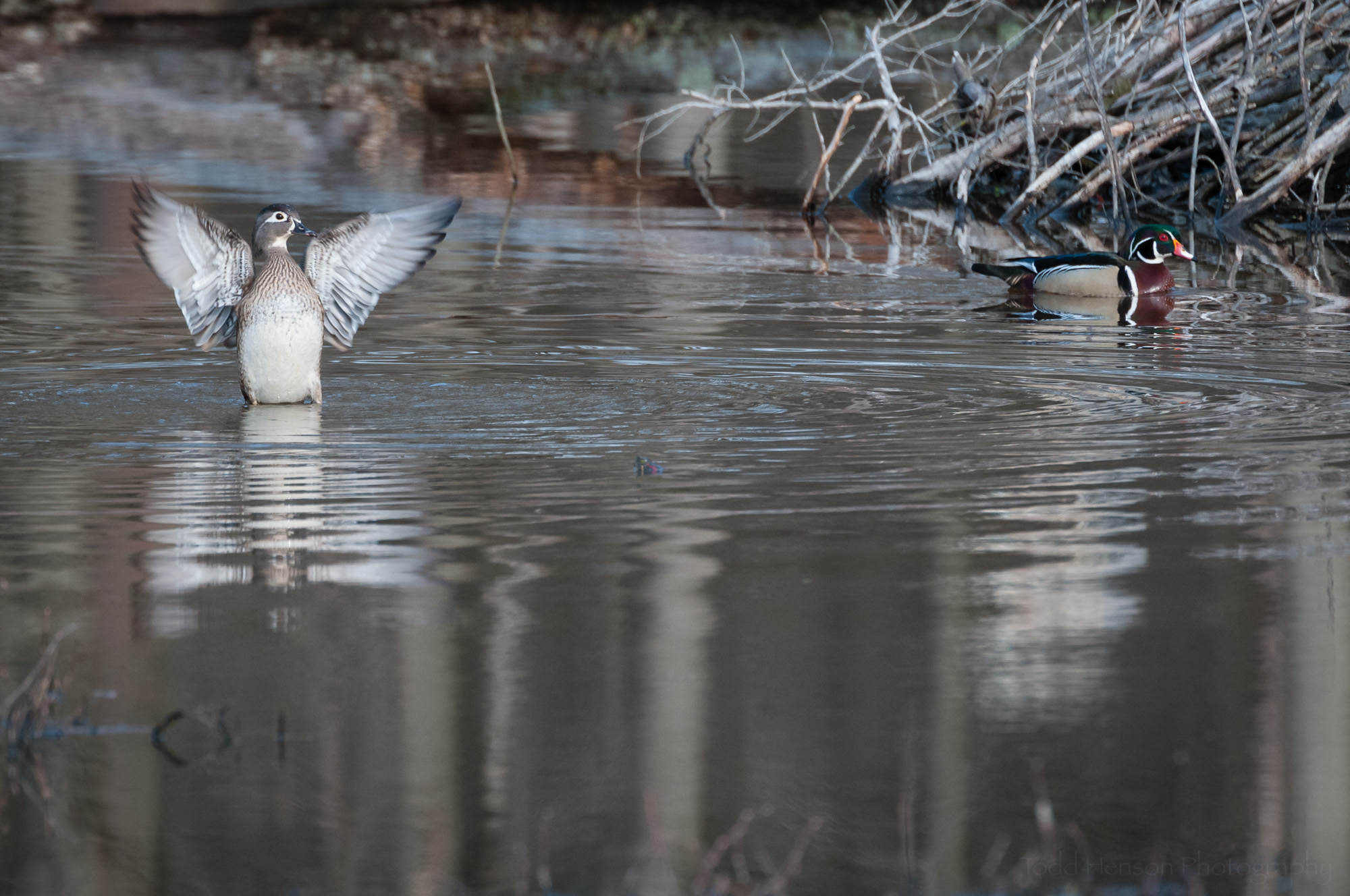 Female Wood Duck flapping wings as male swims in the background