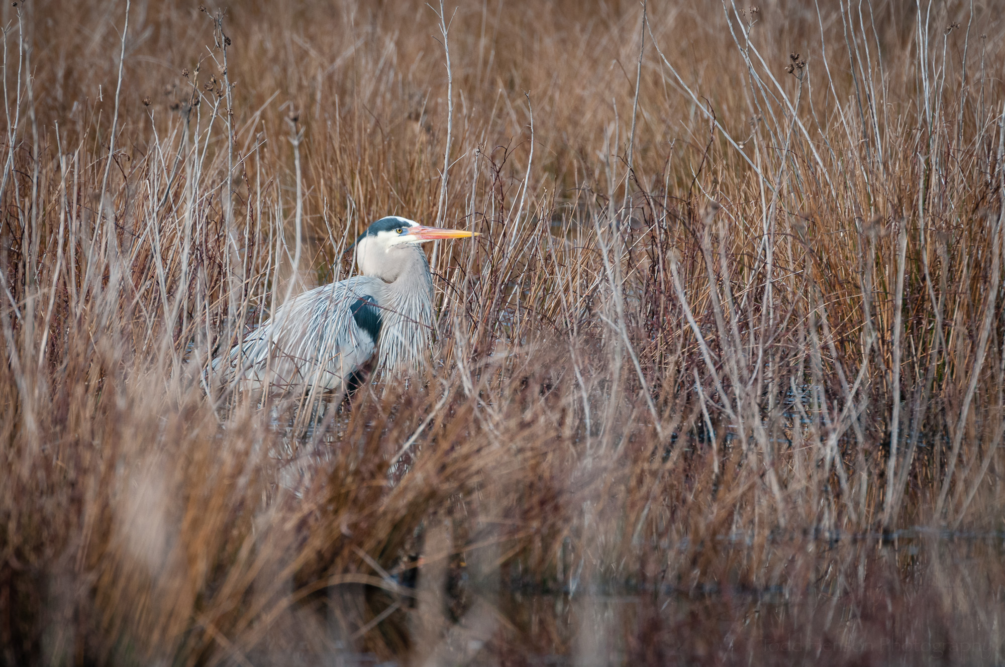 Great Blue Heron in breeding plumage moves through wetlands brush