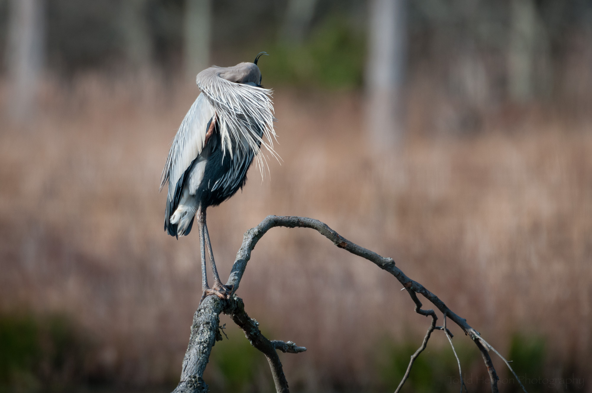 Great Blue Heron in breeding plumage preening