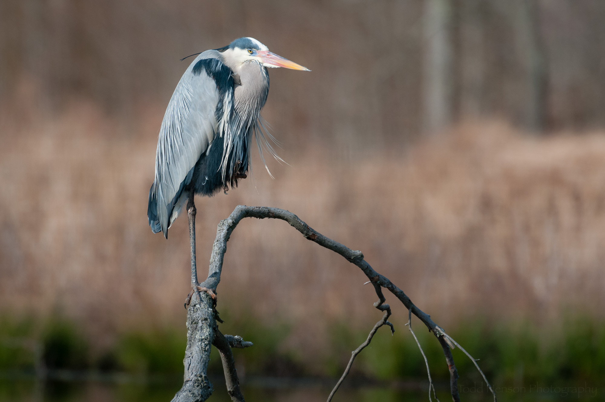 Great Blue Heron looking tired while perched on branch