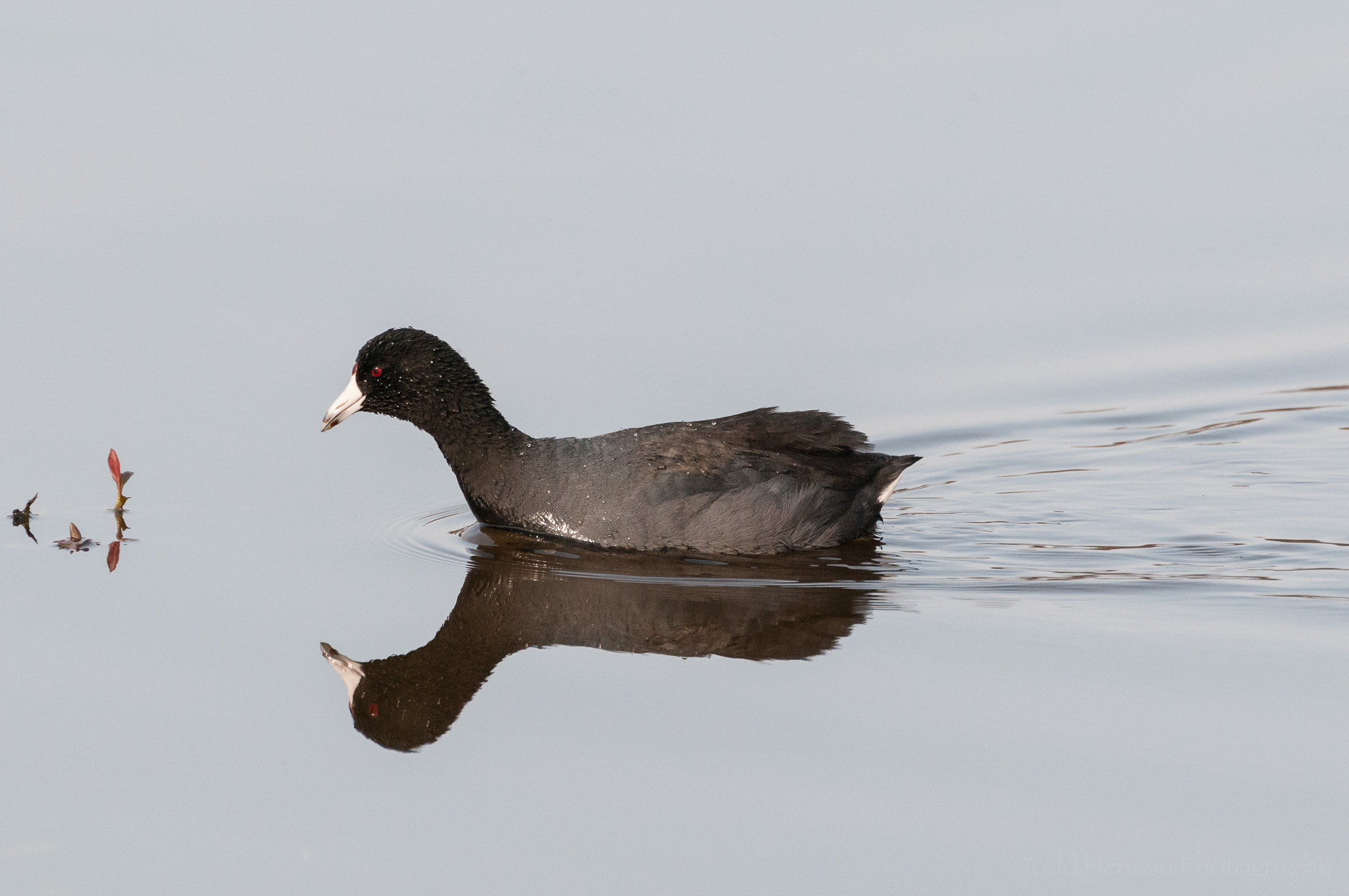 American Coot with reflection in still water