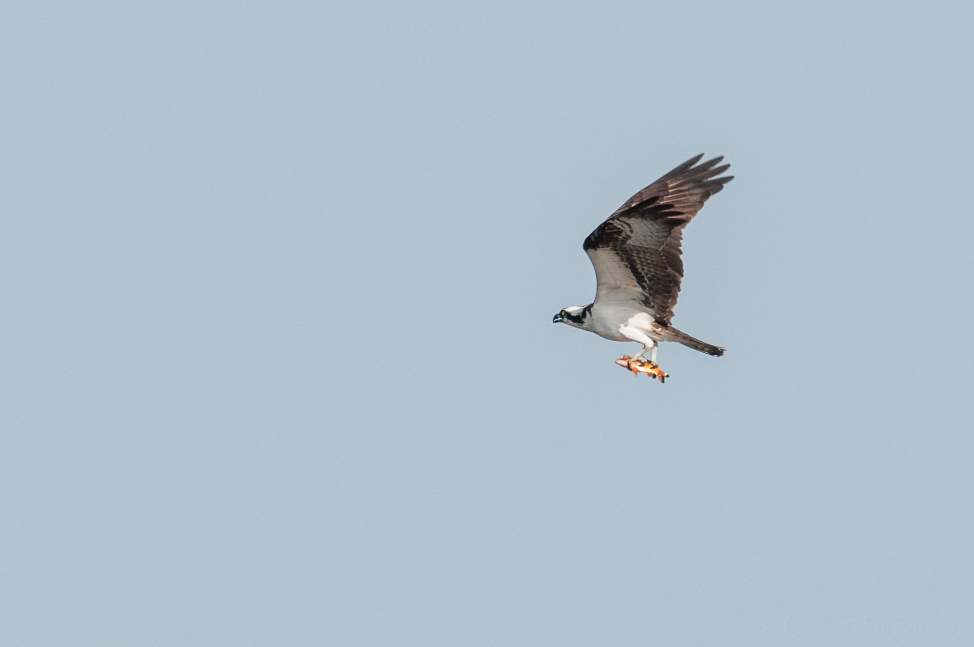 Osprey flying away with fish in talons