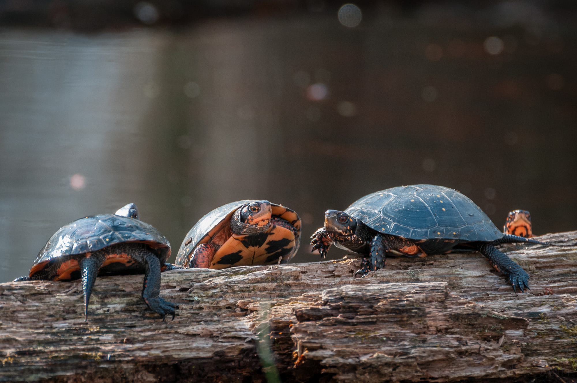 Four Spotted Turtles on a log in wetlands